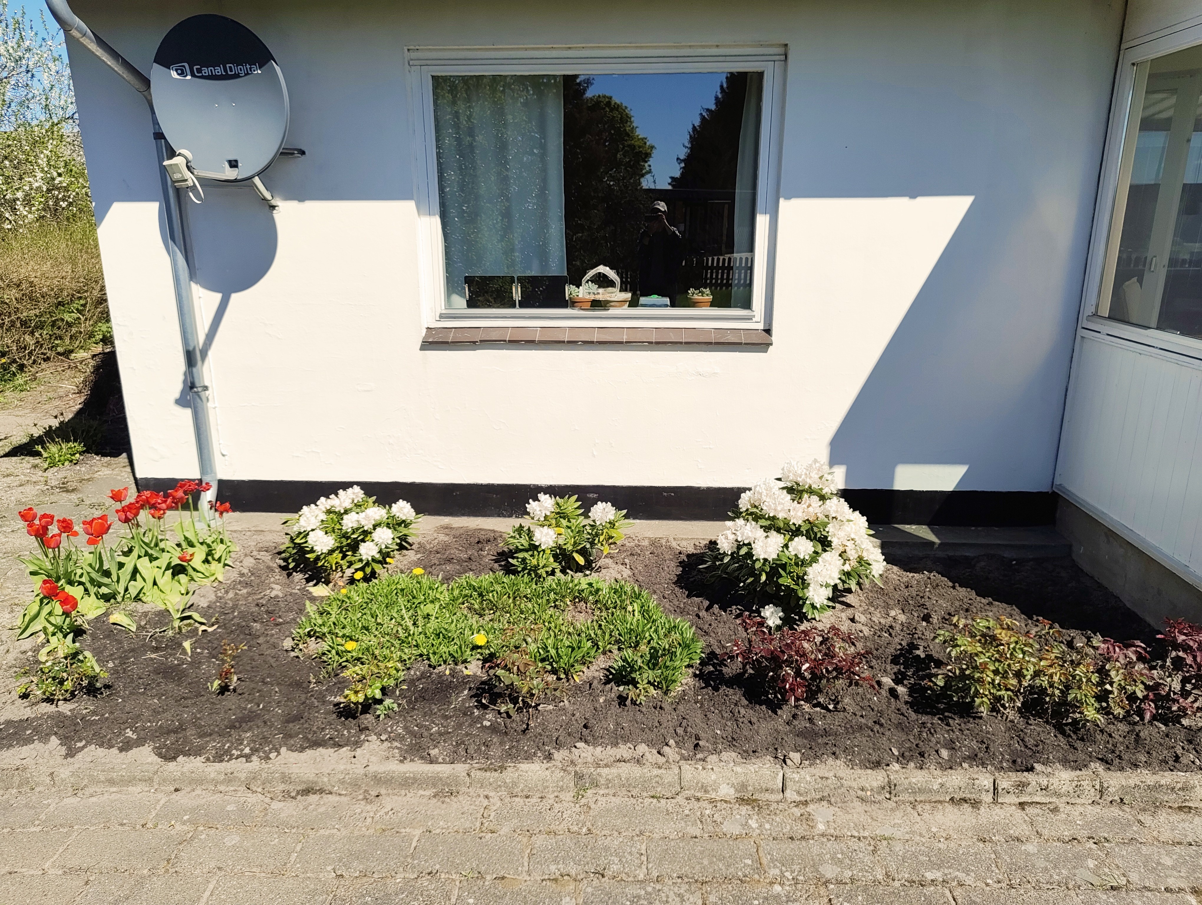 The bee-friendly flower seeds went here.