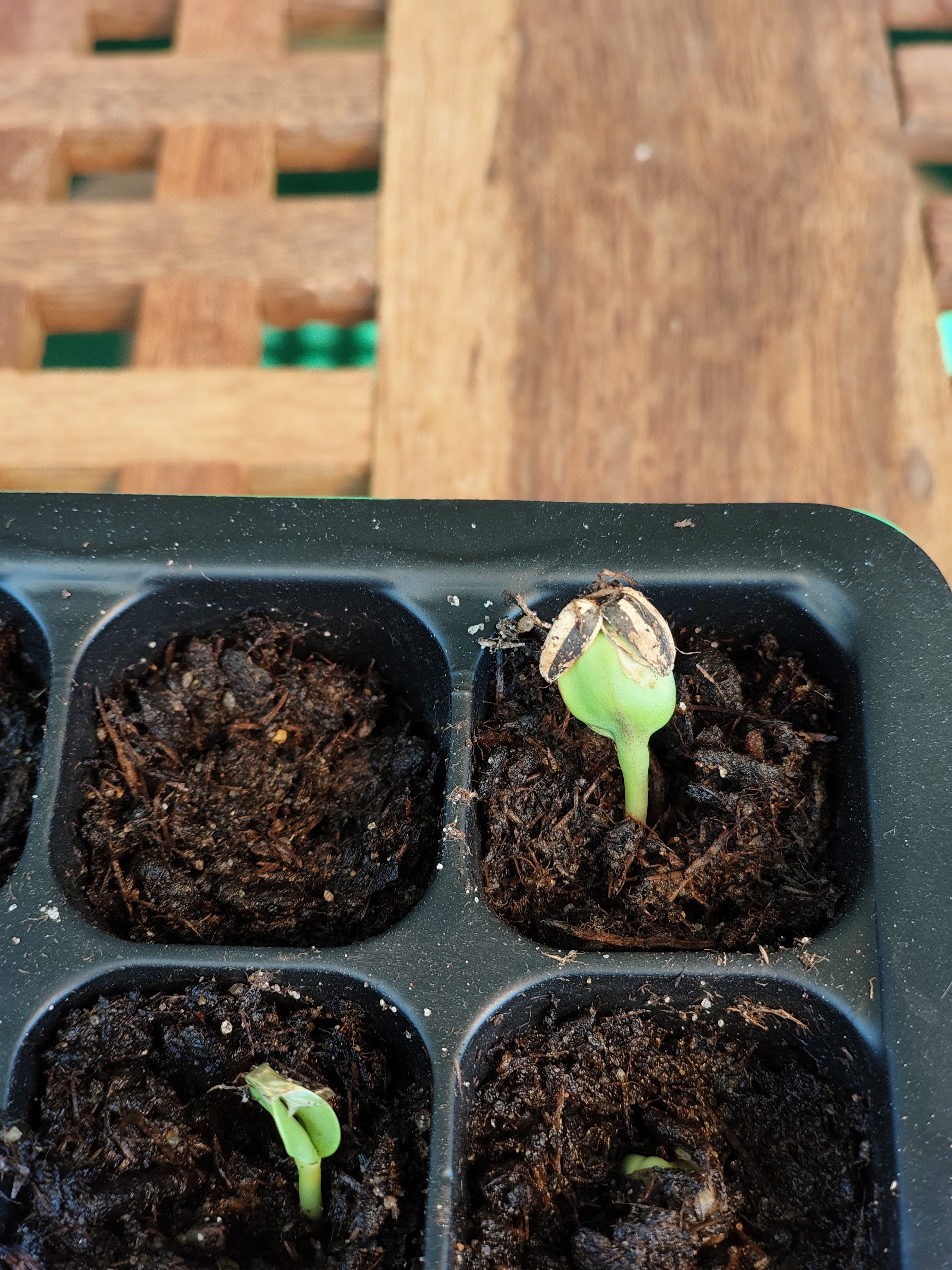 Yay! But... 4 out of 12? That's pretty crappy seed quality.
