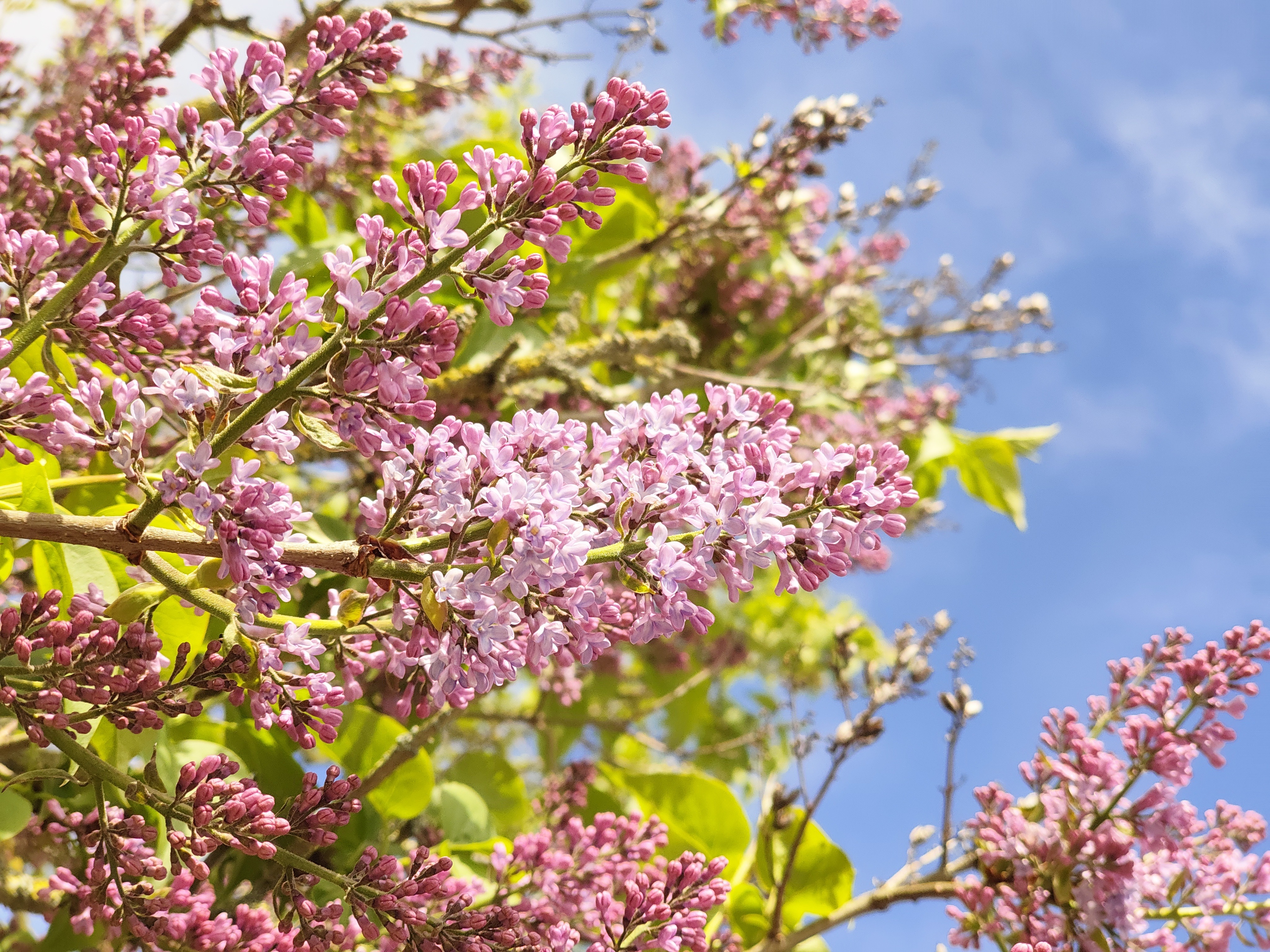 Lilacs in our garden and all over the neighborhood are starting to blossom, and the air is filled with a wonderful bittersweet smell.
