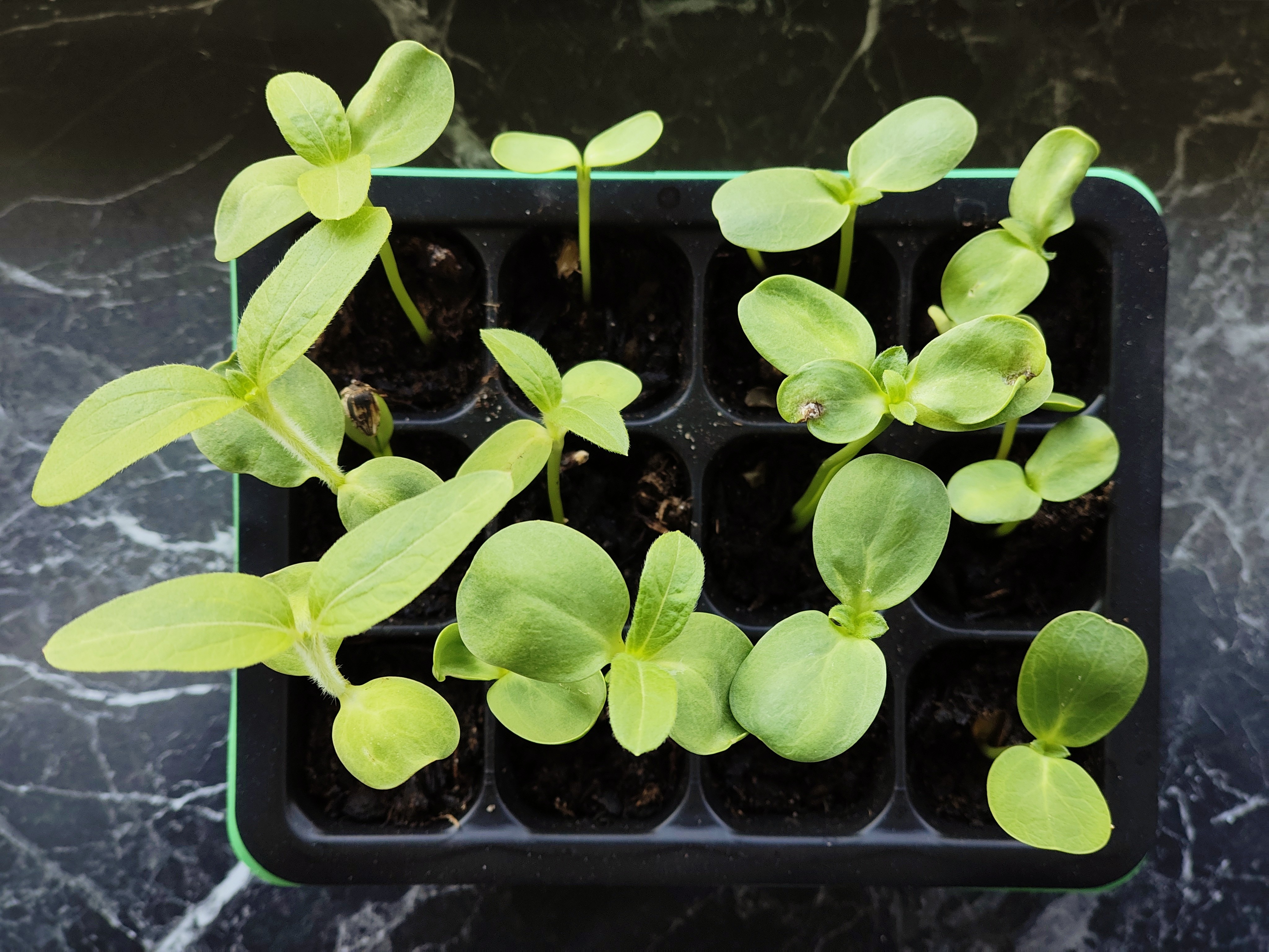 Big day for our sunflower seedlings! Some of them are strong enough to leave the family nest and discover the world outside.