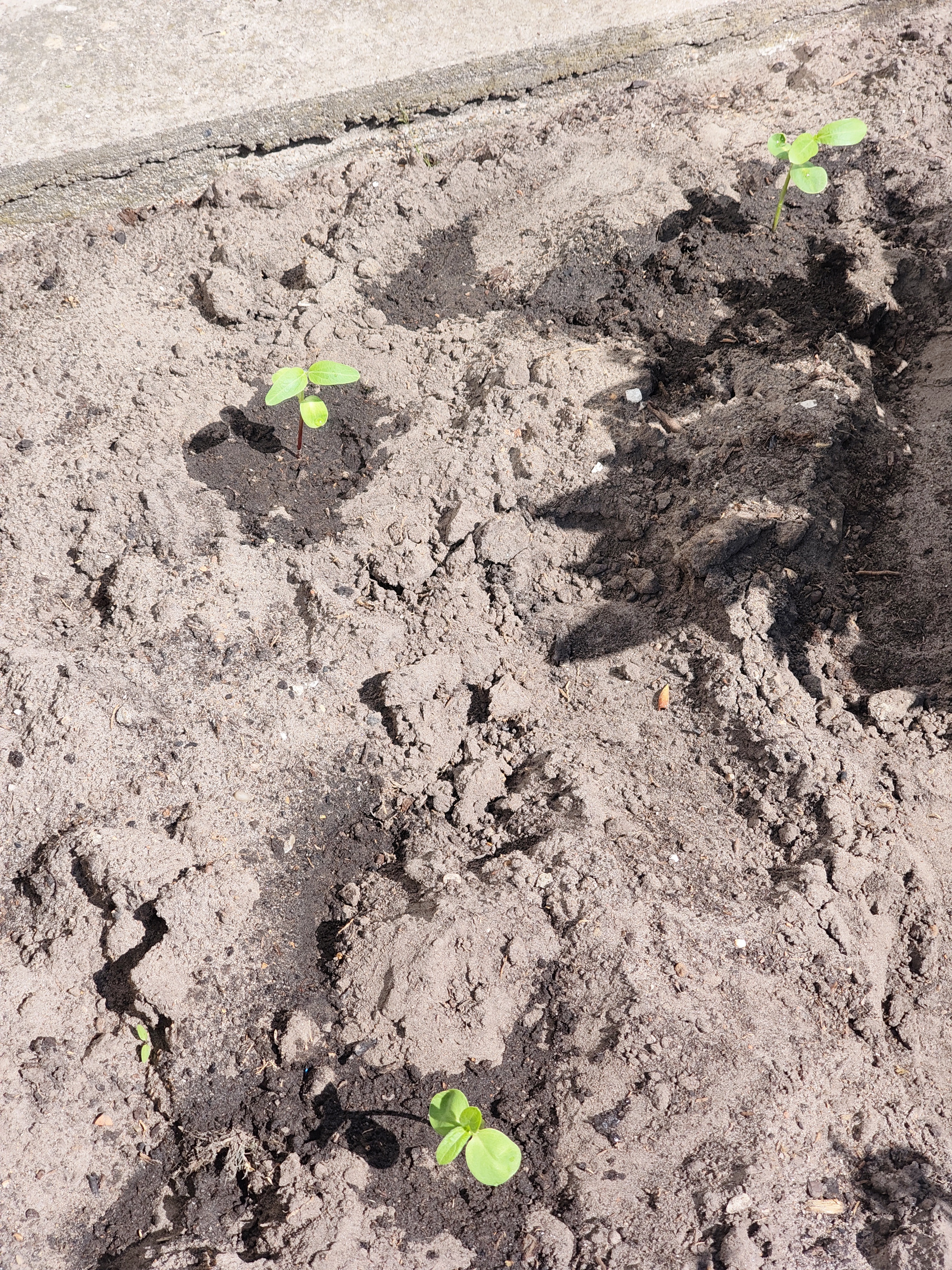 Good luck, tiny friends!