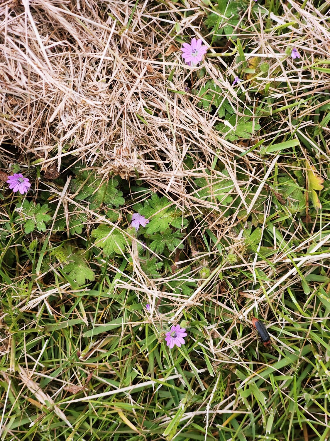 Life is unstoppable. I mowed the grass less than a week ago, and the garden is already teeming with tiny, cute flowers and insects.