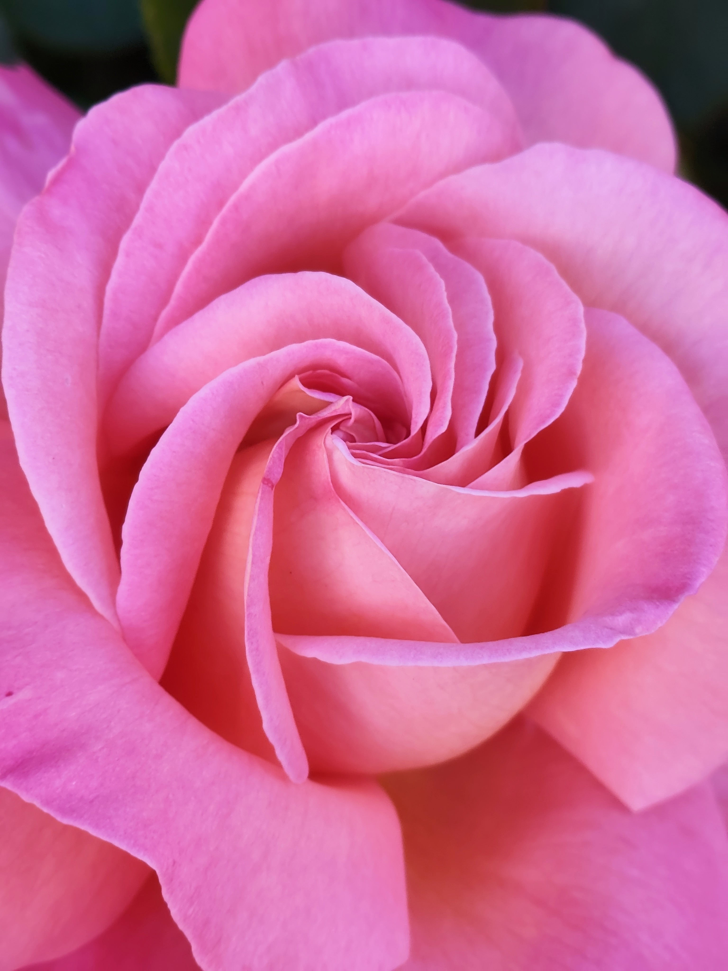 Another snapshot of a rose, because it's Friday.