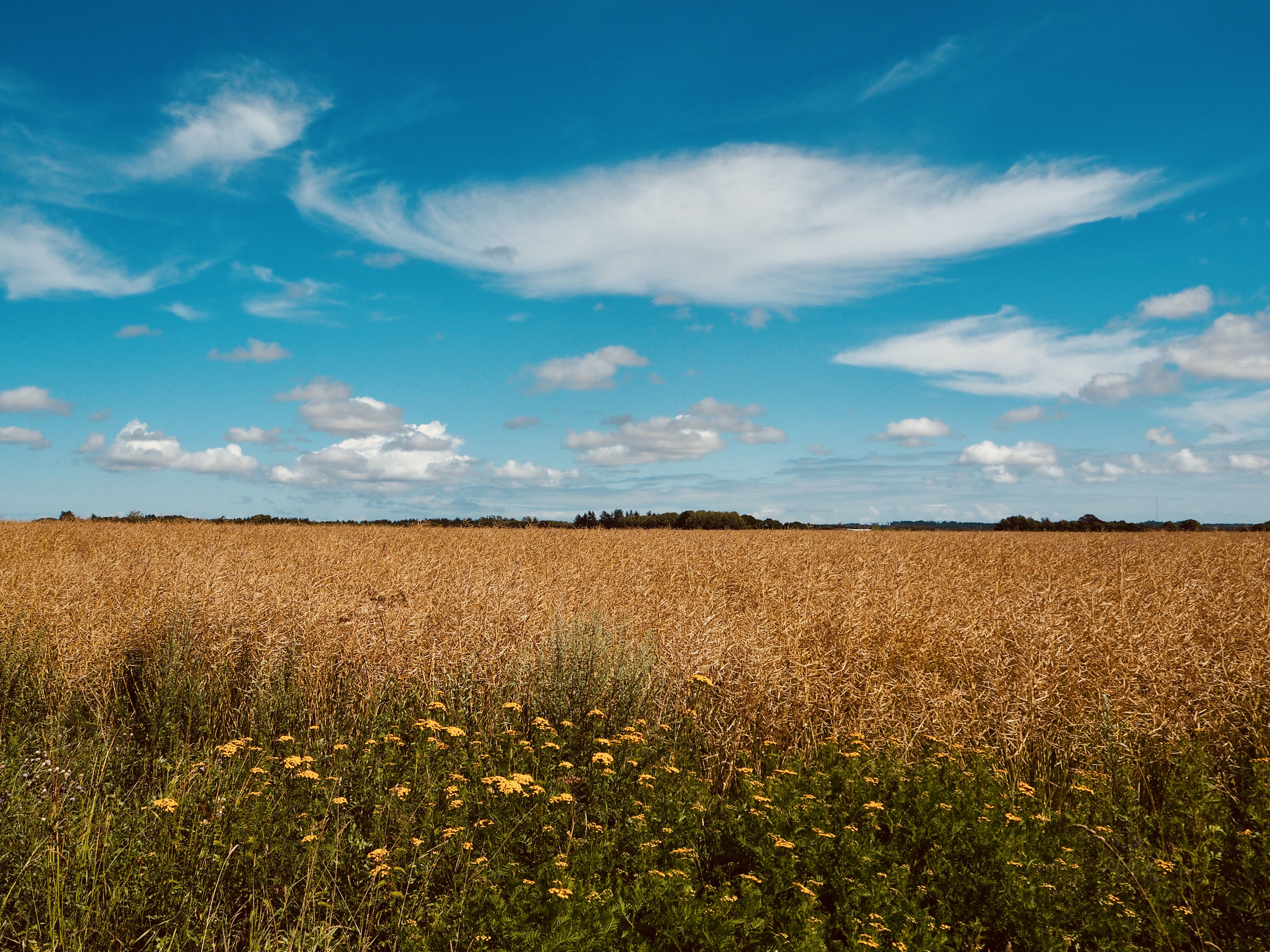 Just a pretty picture I took yesterday to remind myself that summer in Denmark can be nice.