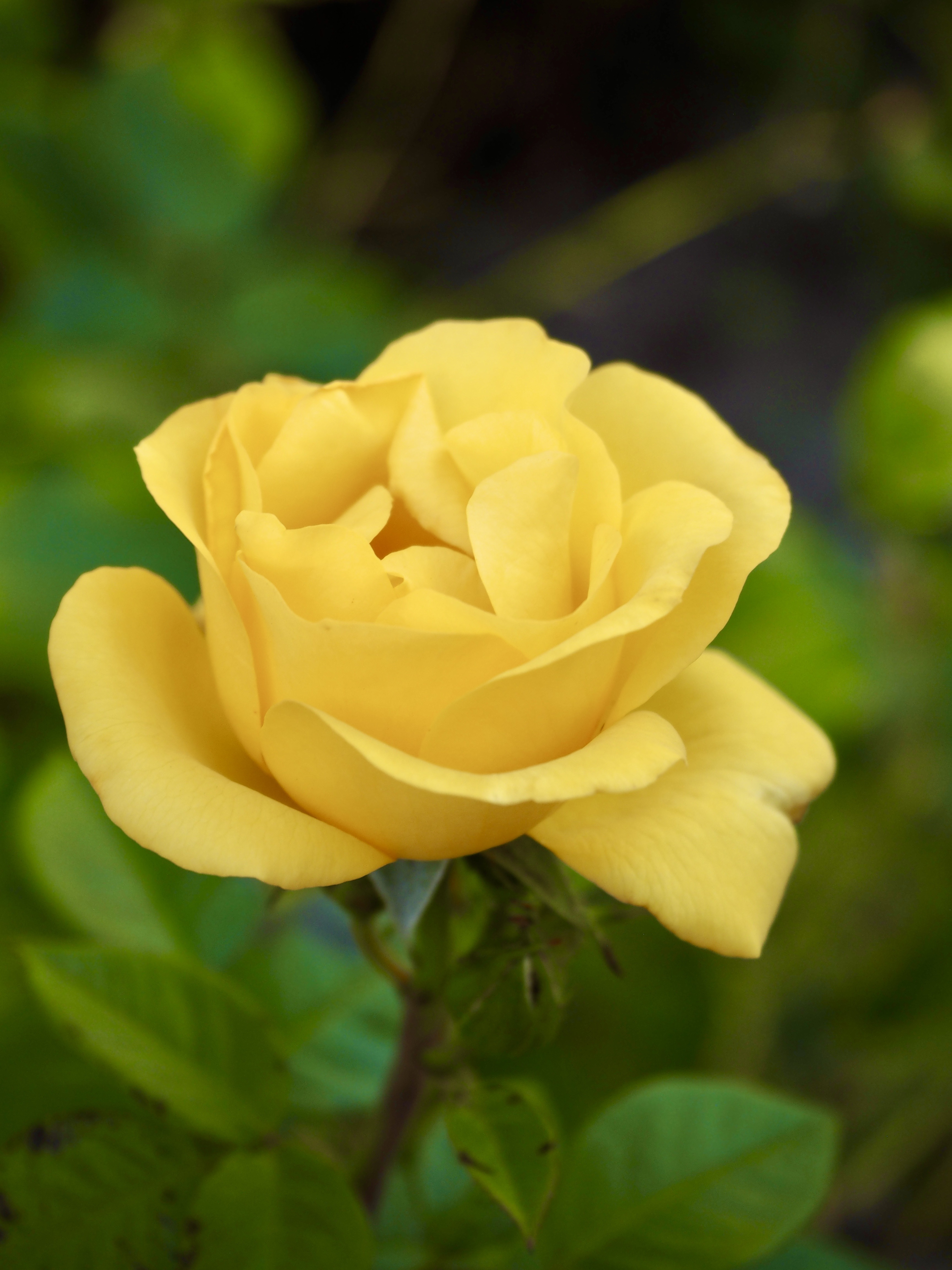 Probably one of the last roses this year.