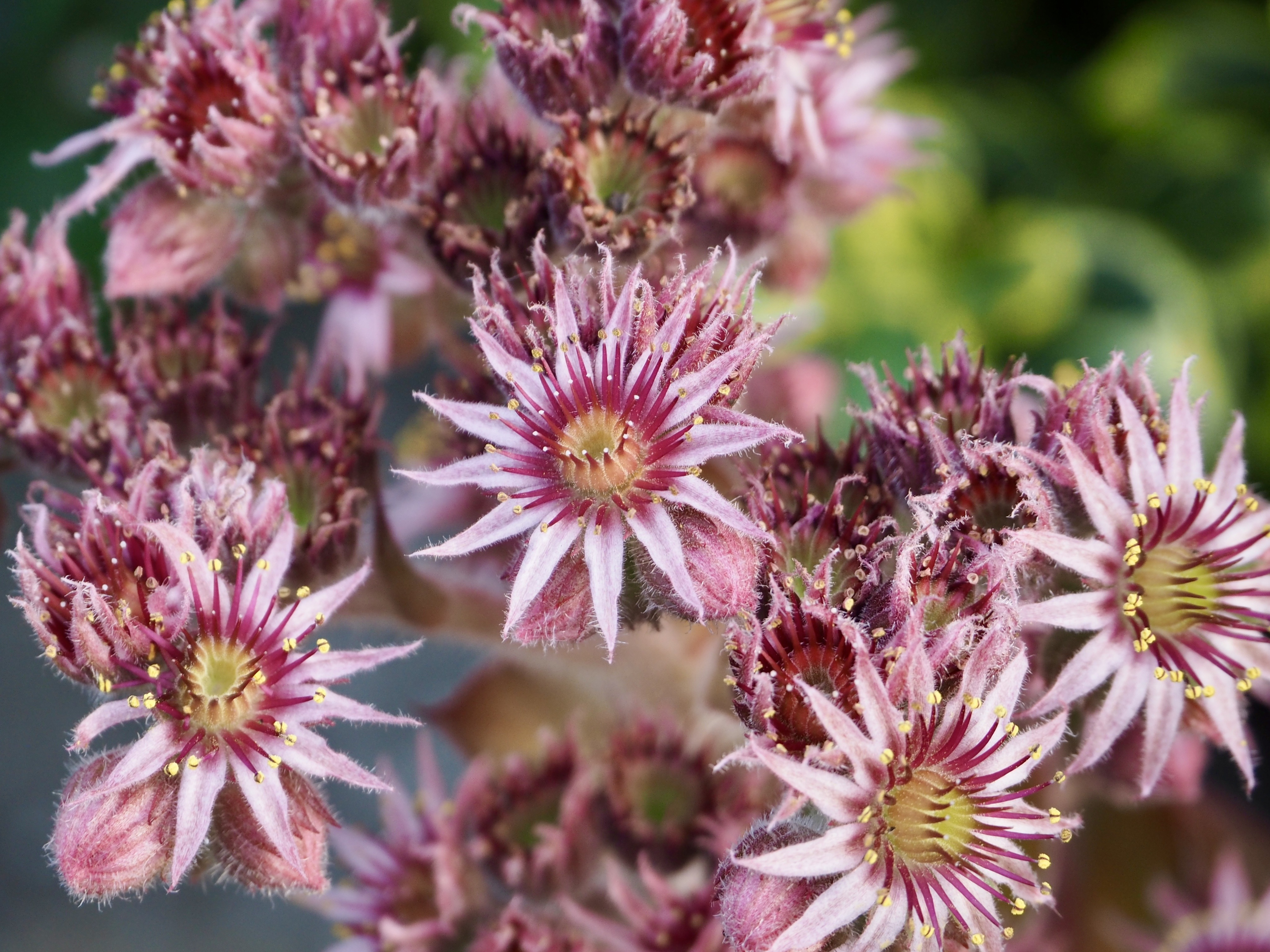To cap it off, another pretty flower.