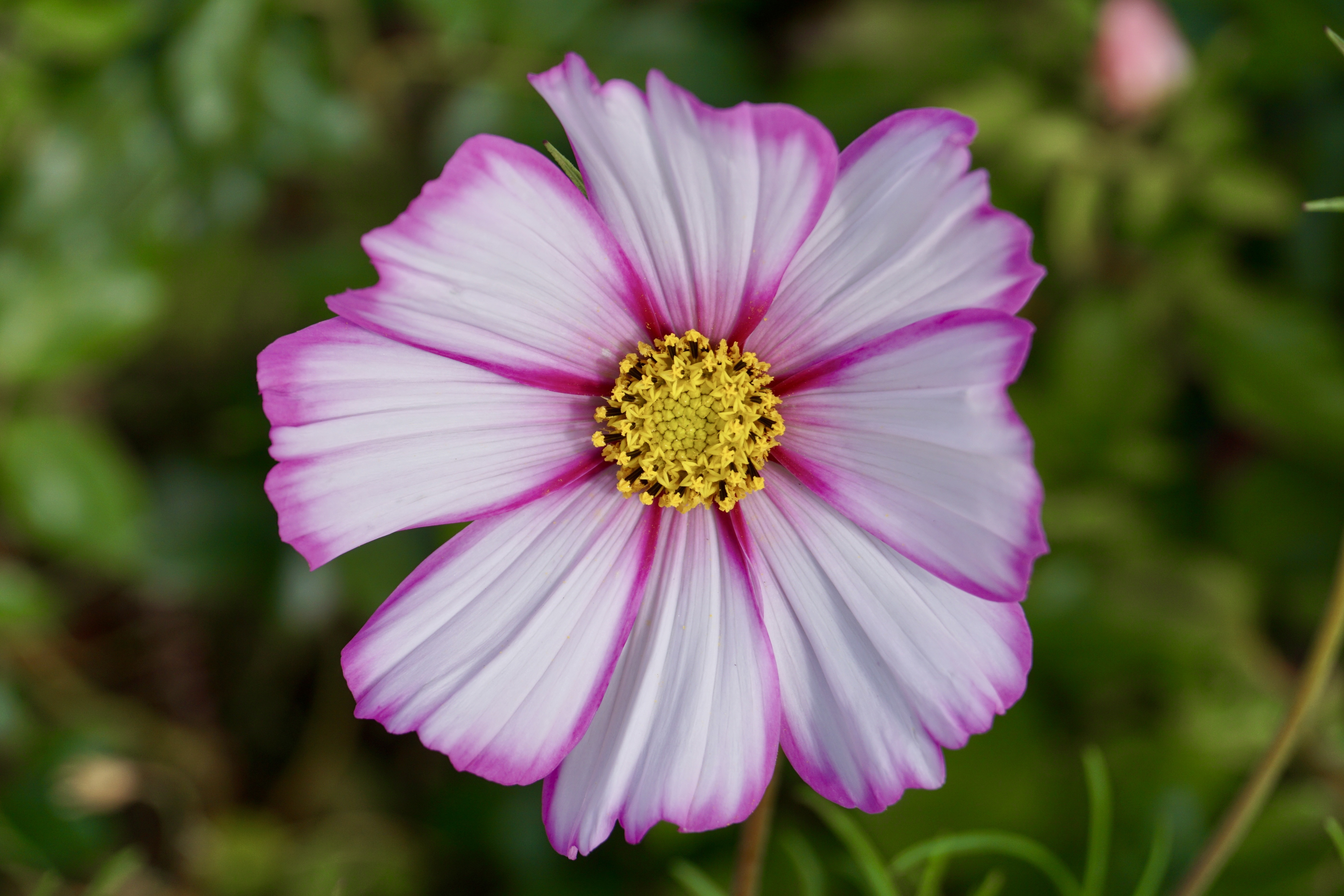 It's just a matter of days before our garden finishes blossoming for this year, but there are still a few pretty flowers left for us to enjoy.