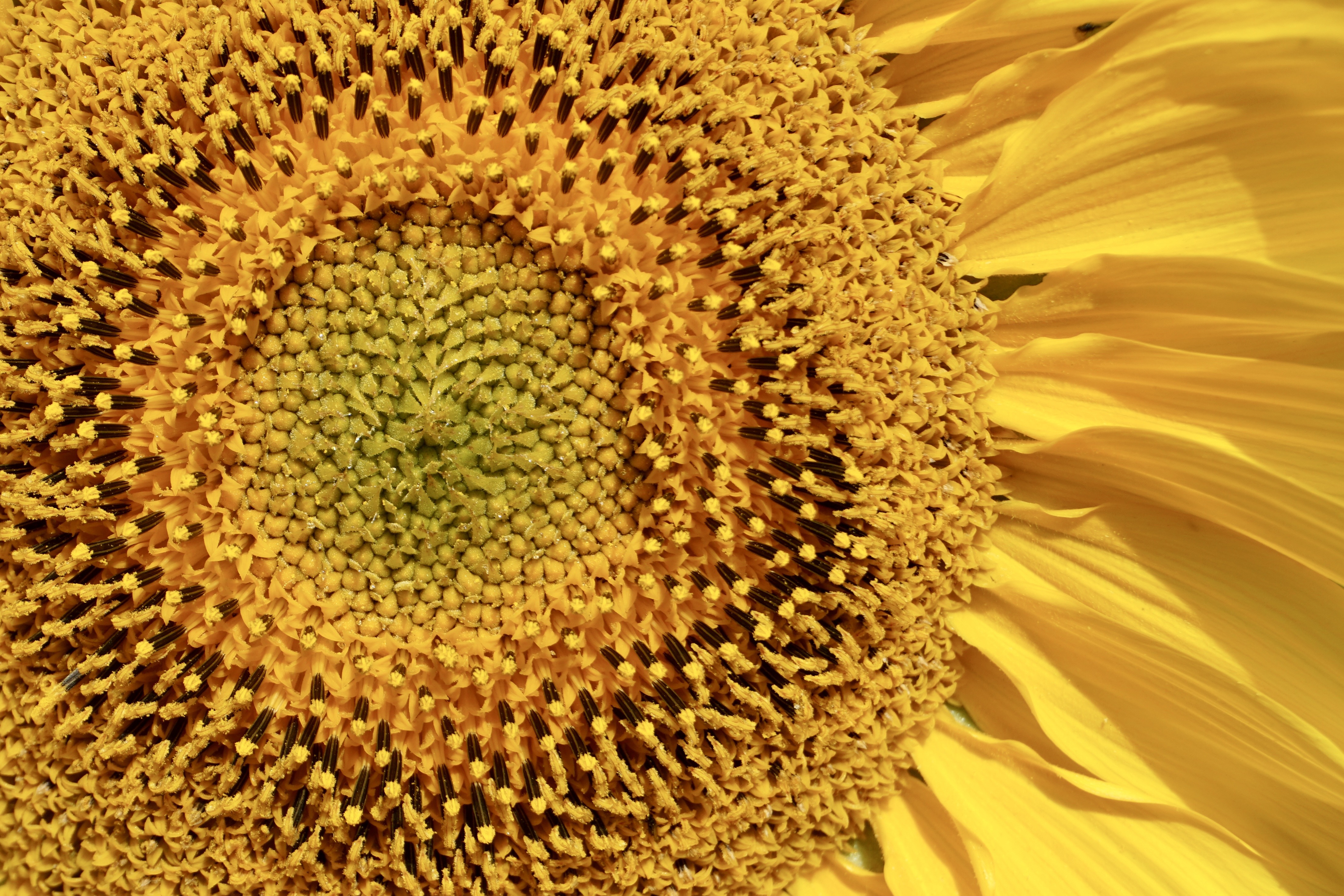 Sunflowers weren't the huge success we'd hoped for. Lack of rain, strong winds, and -- we suspect -- bad soil made their lives tough. But a couple of them turned out okay. Now we know what to watch out for next year.