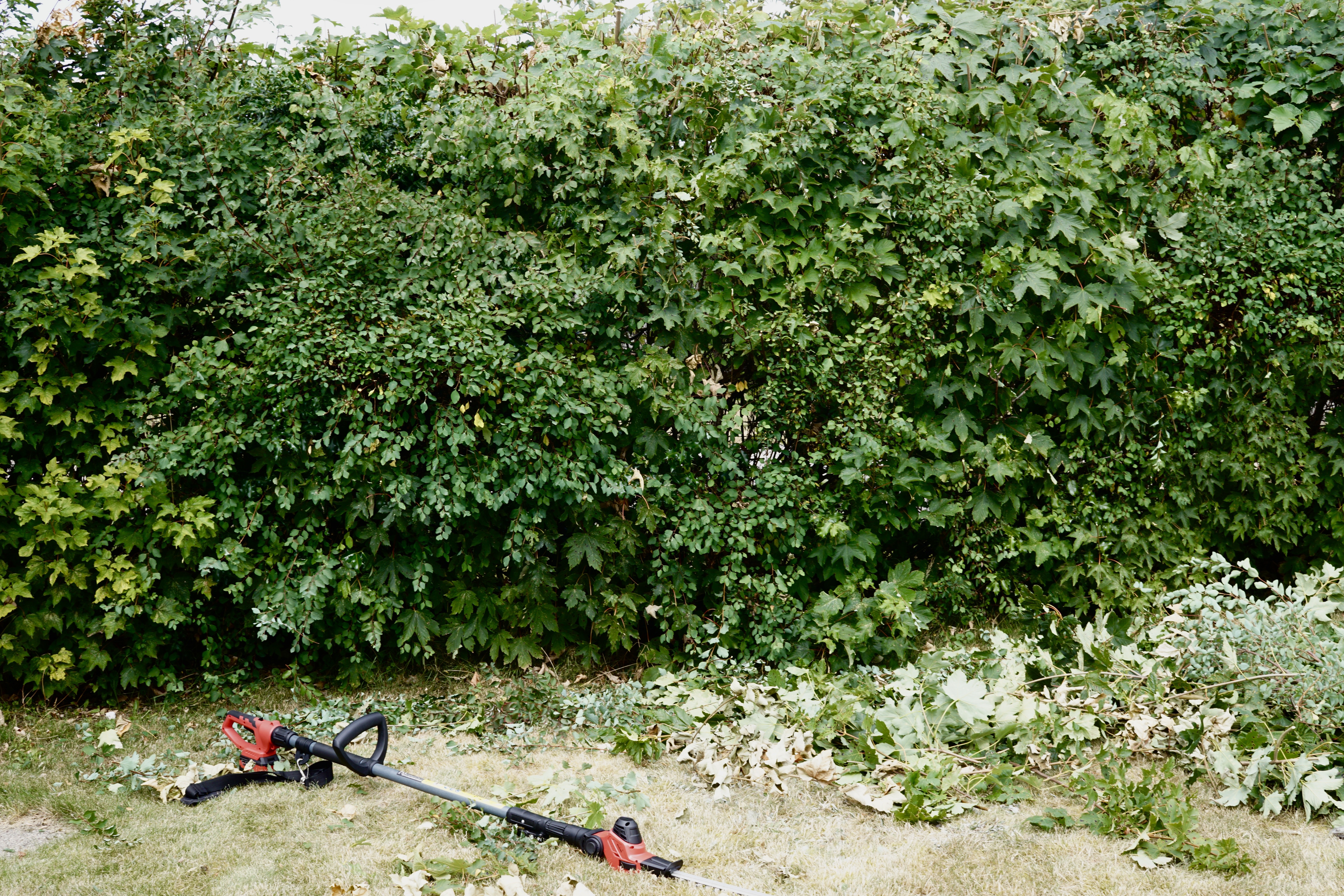 We have acquired another piece of heavy machinery: a hedge trimmer. Hence, I've been busy trimming hedges today.

You know, gyms were invented for people who don't own houses. Because if you have a house, trimming hedges, taking down stuff, spackling, painting, and whatnot provide more exercise than any gym.