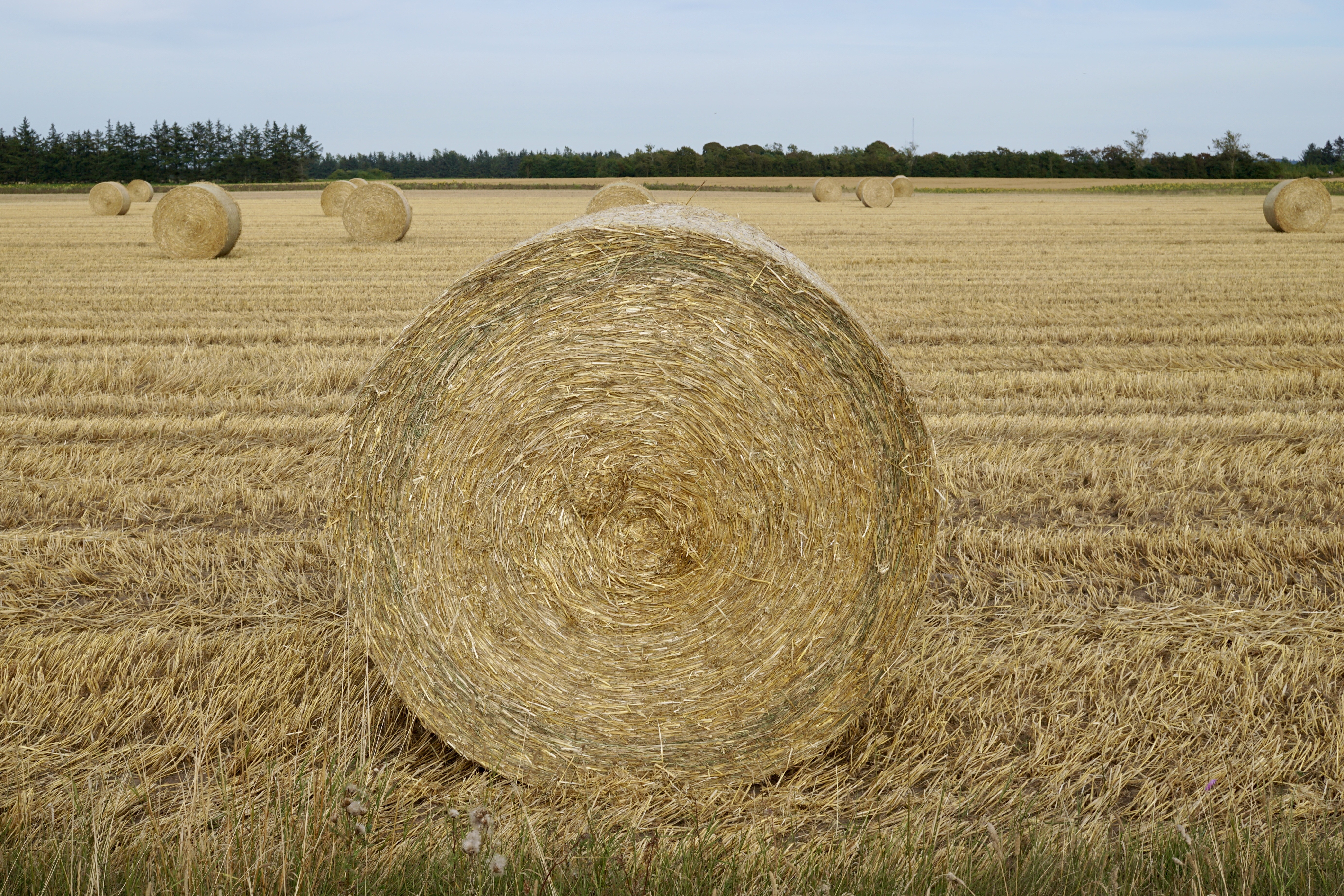 This is what harvester poop looks like.

(I'm 56 years old. Chances of me becoming an adult are slim.)
