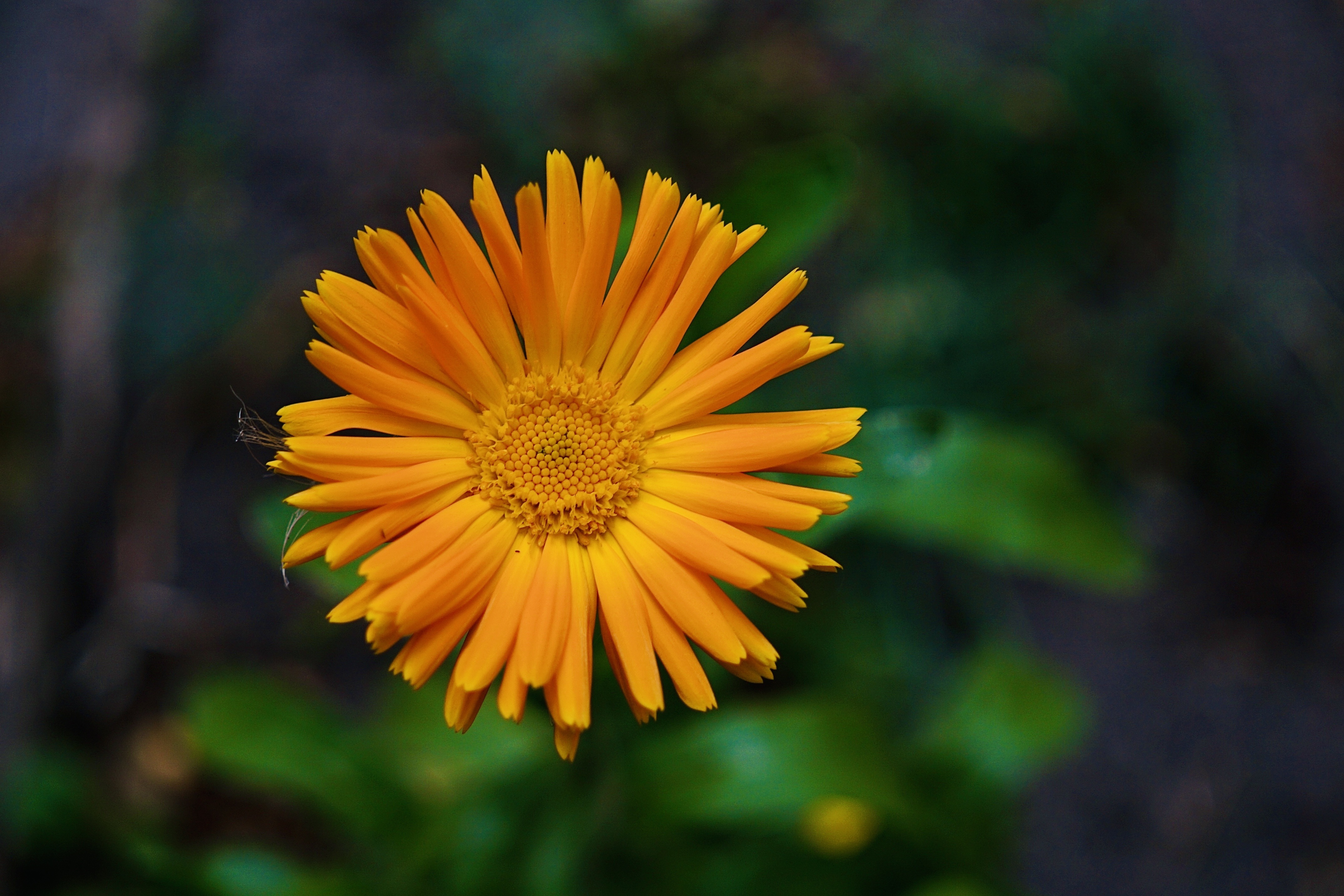 A pretty flower? Yes, please!