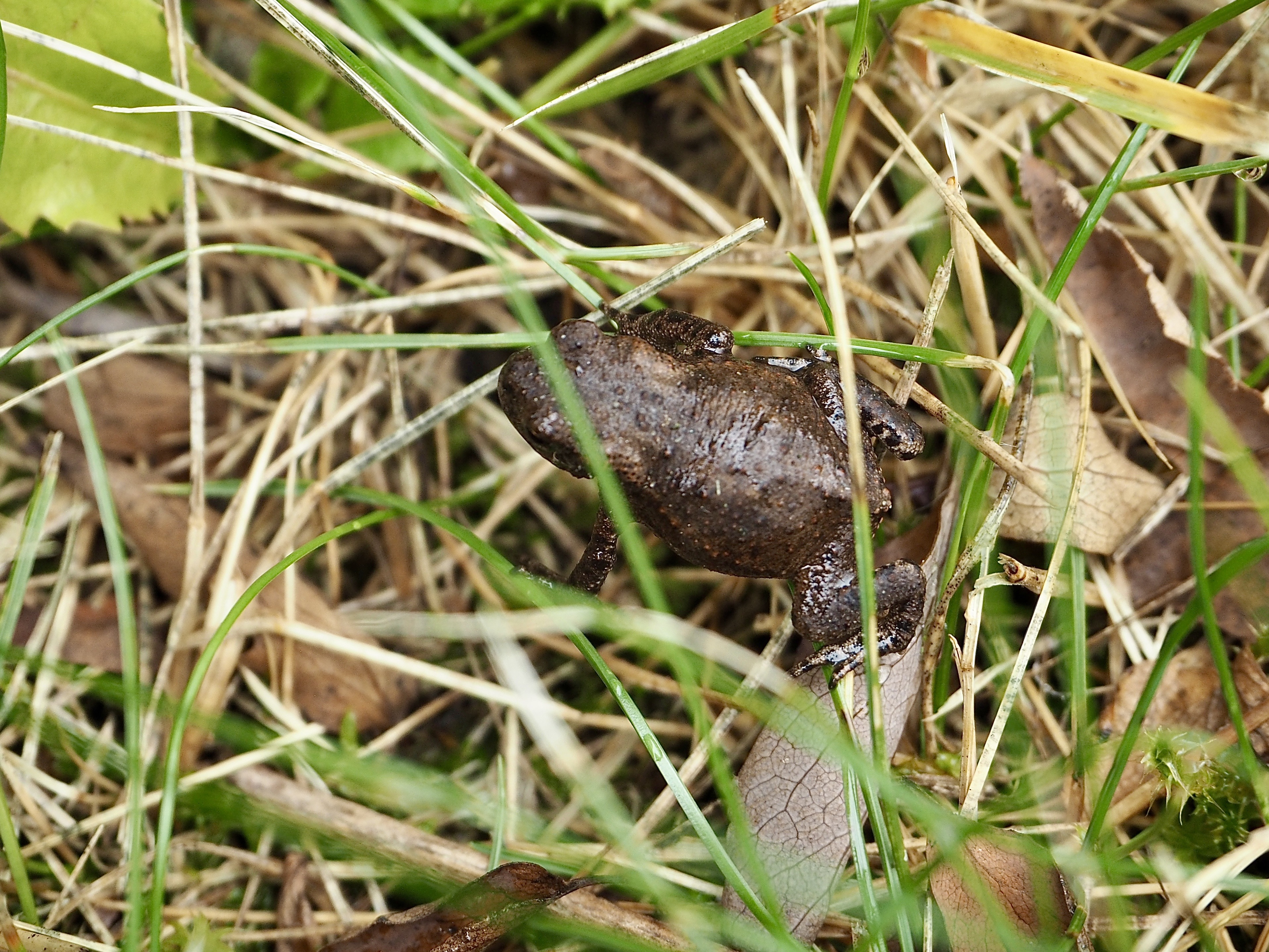 Now that we've had some proper rain, we're finding these tiny, adorable frogs everywhere in our garden.