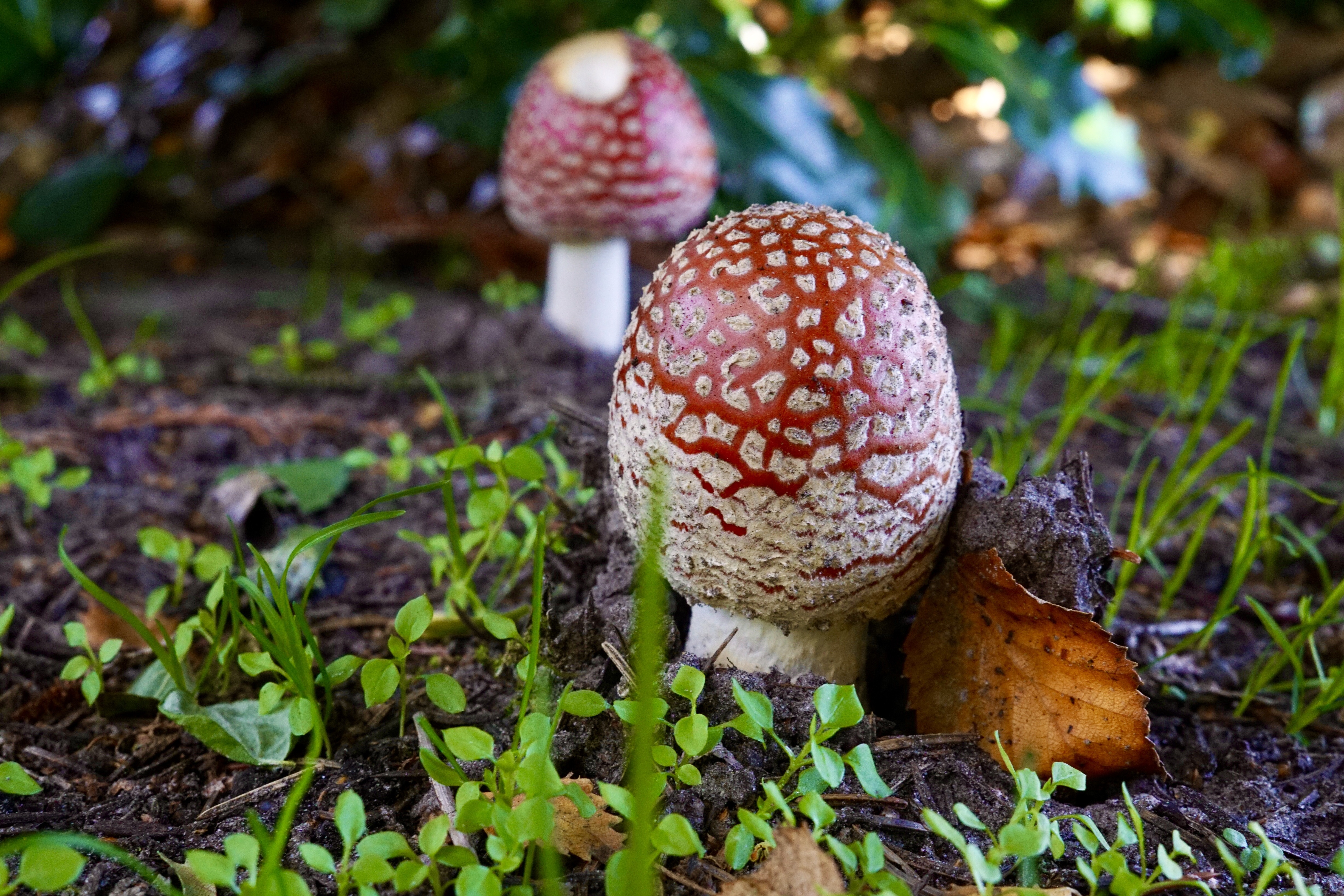 Malene discovered these beauties in the Little Wood in our garden.