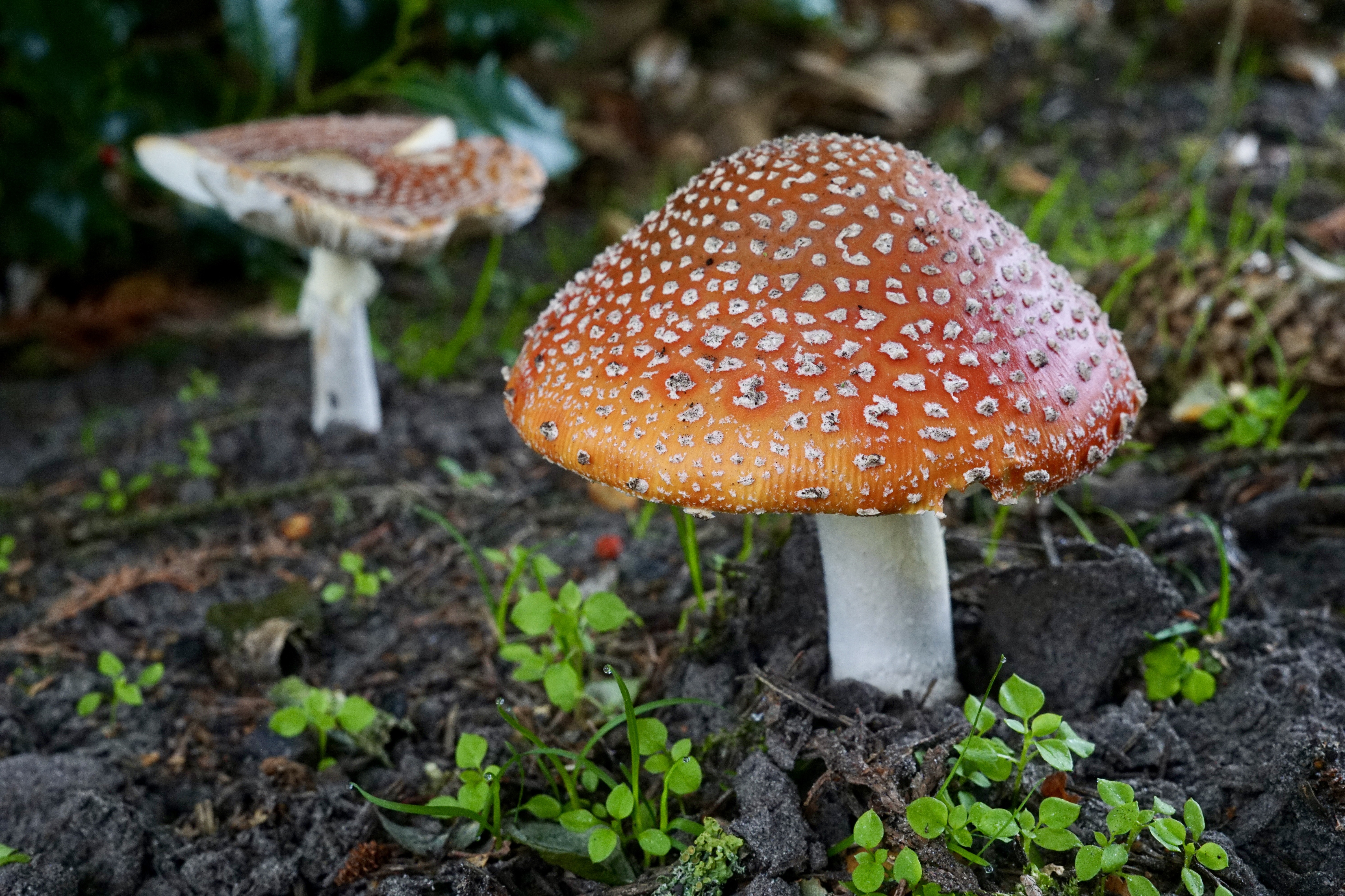 Ours is a true garden of nature's wonders. This morning, we were pleased to discover that the mushroom had unfurled its cap, and it was picture-perfect.