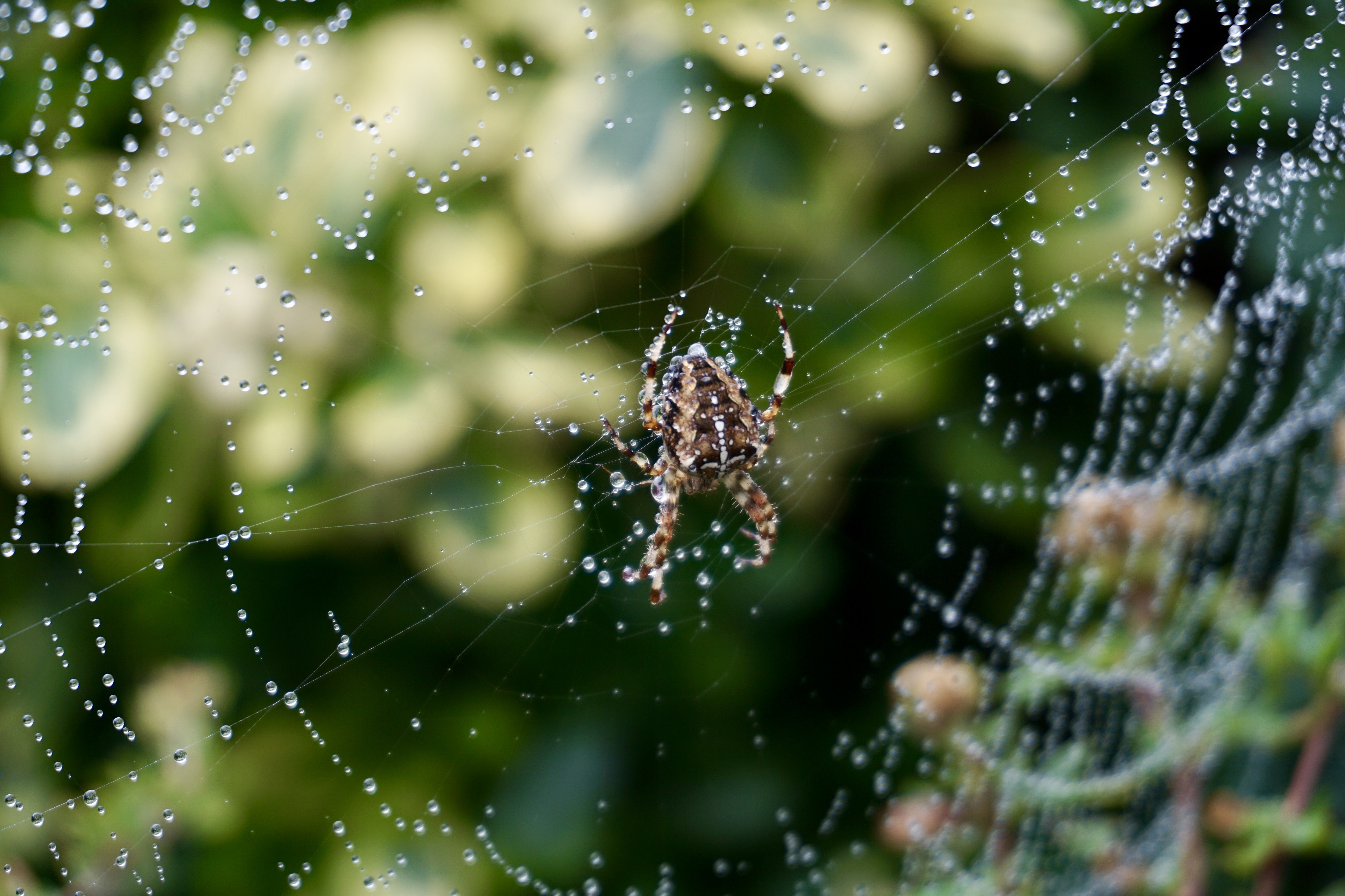 Then Malene discovered that two trees were dressed in the finest webs of pearls. It was so beautiful it took my breath away. Alas, that's the best photo of its creator I could take with my puny kit lens.