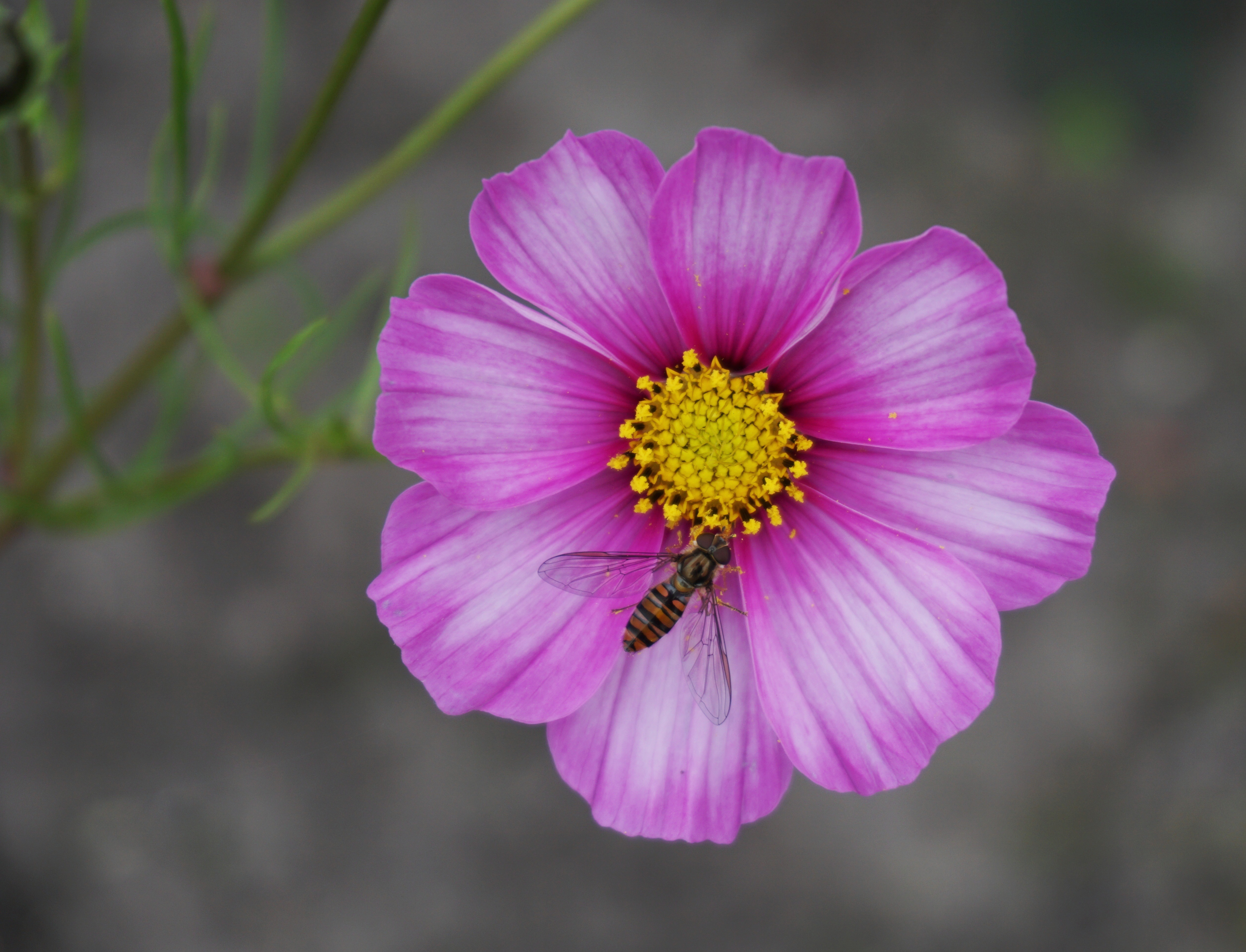 I think some flowers in our garden didn't get the memo that it's already October.