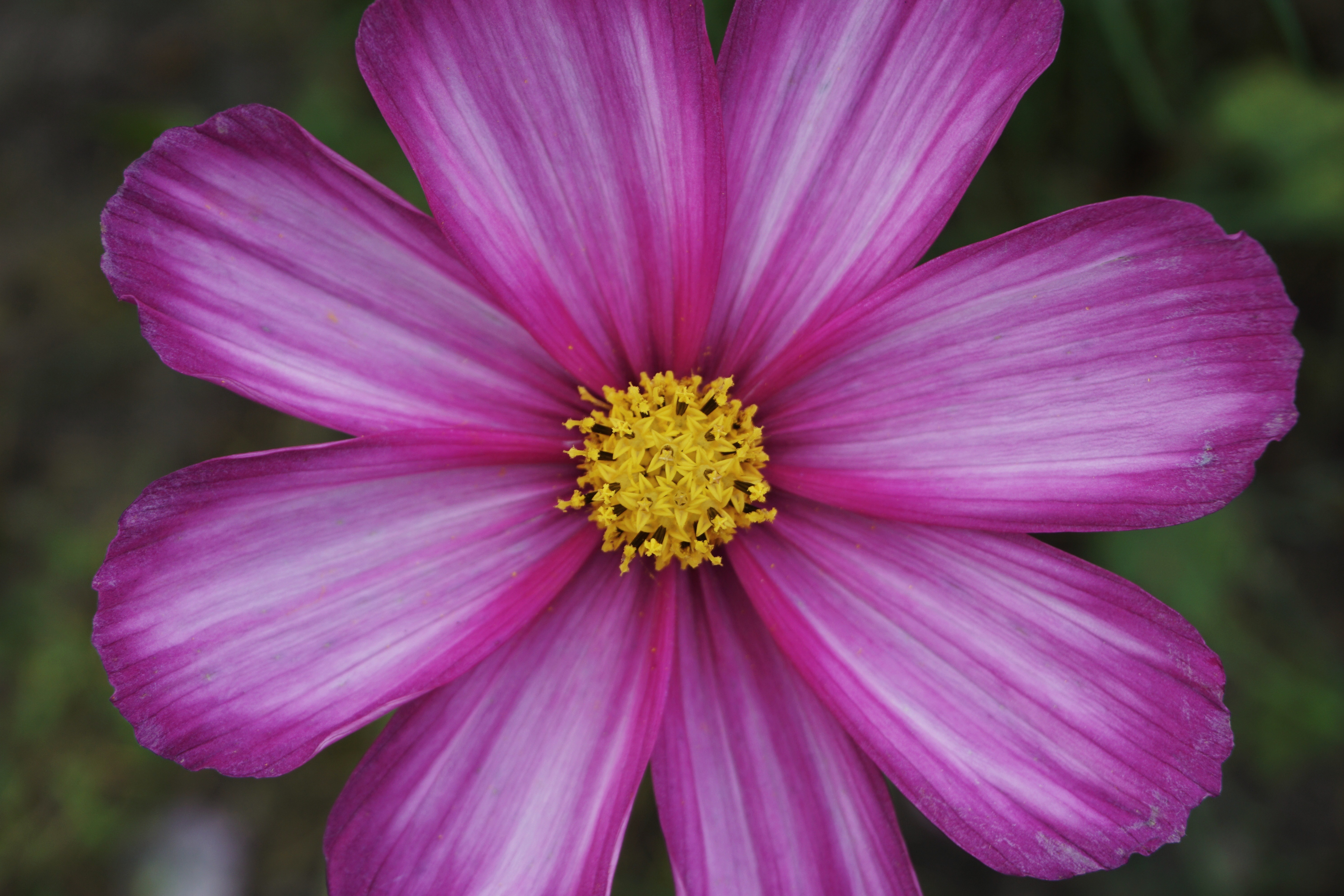 We have several clusters of cosmos flowers in our garden, and they're still going strong.