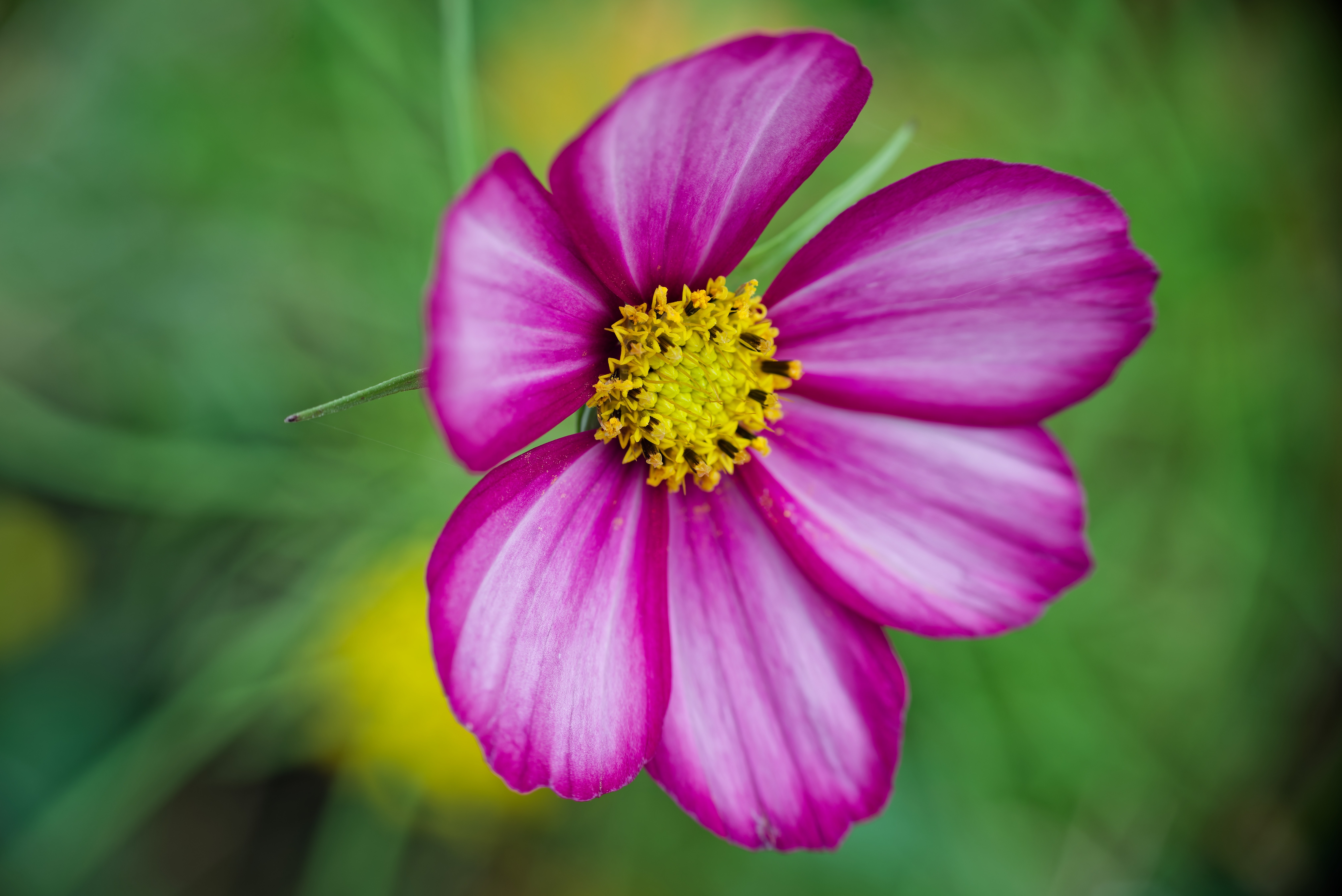 This morning, I decided to do some proper macro-ish photography. I dug up a Raynox macro adapter lens and paired it with a Nikon AF Nikkor 50mm f/1.4D lens mounted on my trusty Nikon D800.