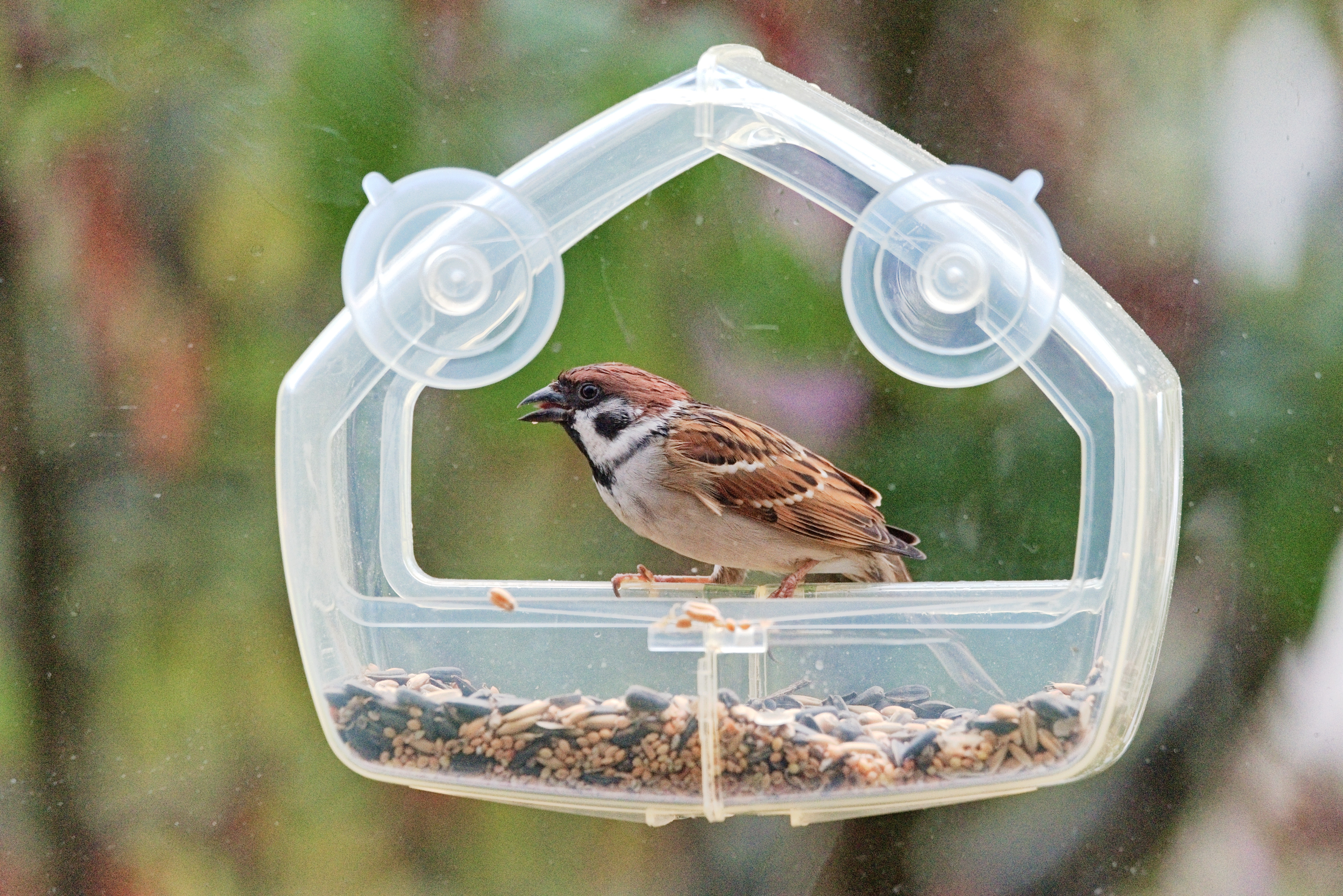 We moved our feeder to a window in the bedroom, and it took our resident sparrows no time to discover it.