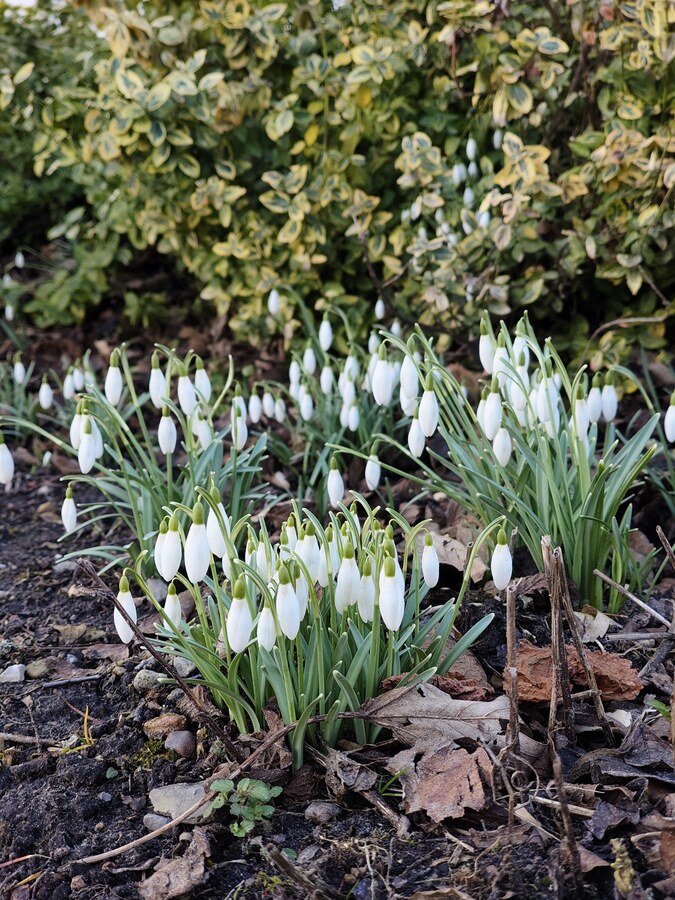 First signs of spring in our garden.