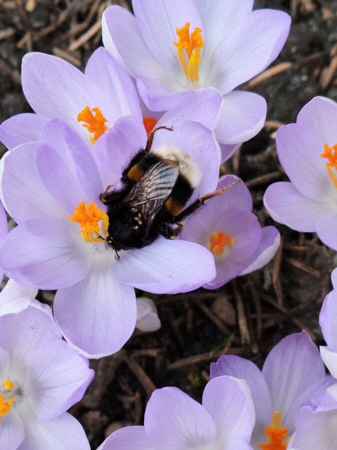 Bumblebees are already hard at work in our garden.