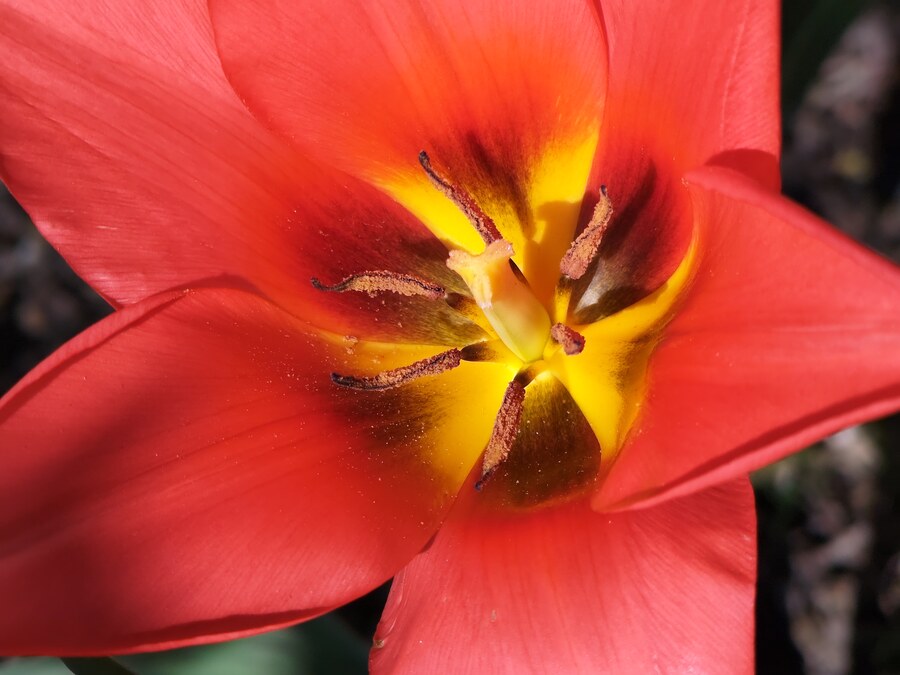 Tulips in our garden decided it's time to blossom.