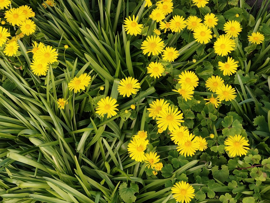 I moved all my self-hosted applications (including this one) to my own server, so here's another snapshot of pretty flowers in our garden.