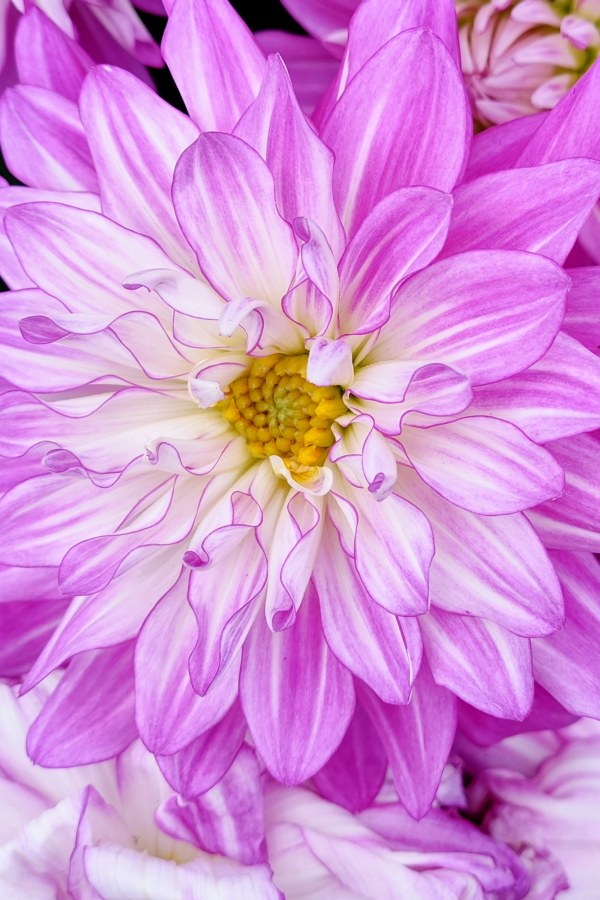 But before we dove into IKEA, we paid a visit to Billig Blomst (a discount flower and plant store). I couldn't help snapping all the beautiful flowers they had.