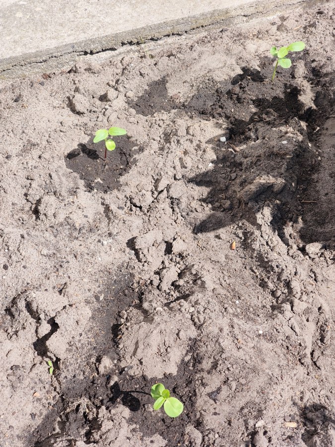 Good luck, tiny friends!