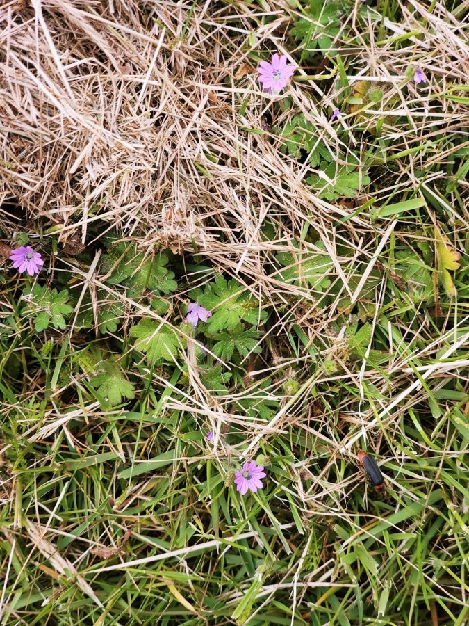 Life is unstoppable. I mowed the grass less than a week ago, and the garden is already teeming with tiny, cute flowers and insects.