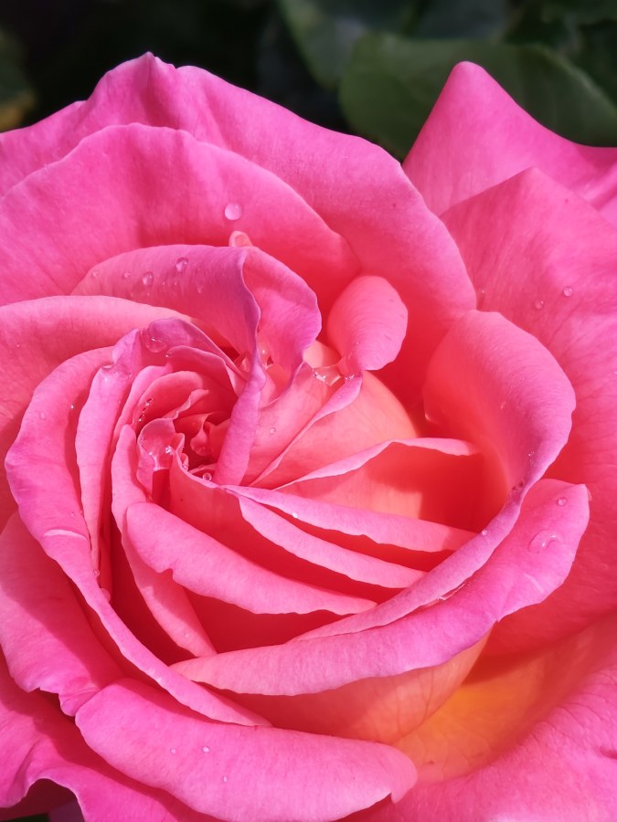 Roses in our garden are blossoming.