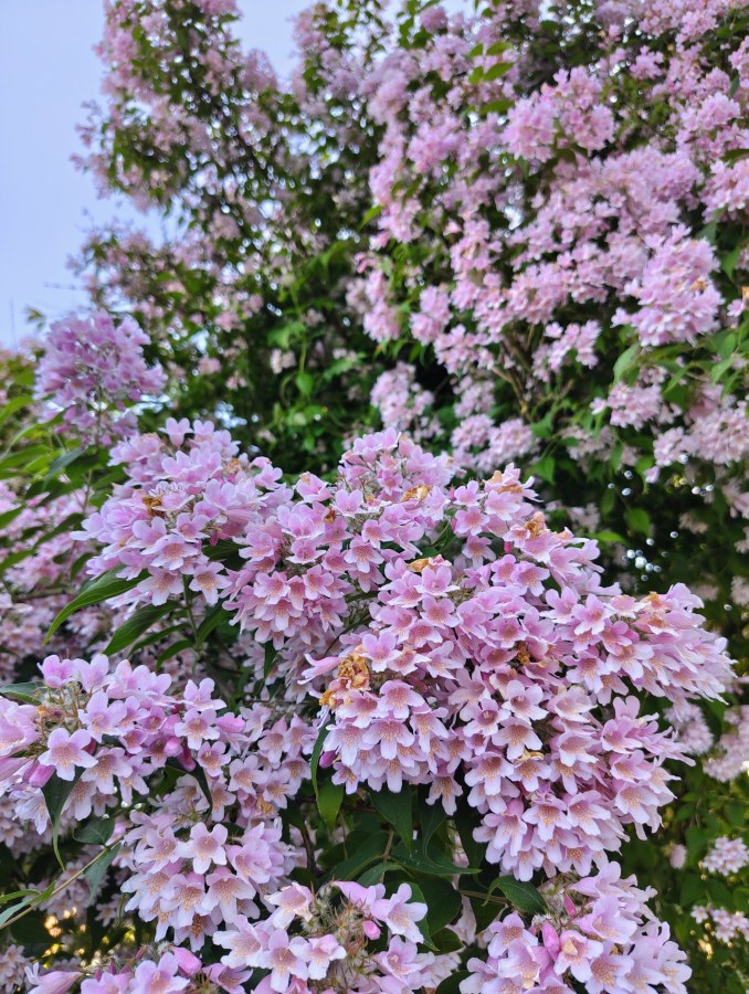 I'm too lazy to find the English name of this tree in our garden, but it's beautiful and smells amazing. Bumblebees seem to love it, too.