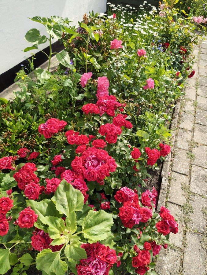This is what I'd call our testbed. The plan is to make our entire garden to be like this.

For comparison, this what it looked like in the beginning of May:

https://buen8.tavuk.xyz/post.php?id=1777985428_d9ea765d