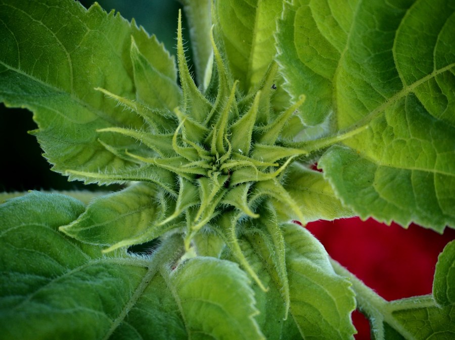 I dug out my Olympus PEN Lite E-PL7 and spent some quality time with it in our garden.