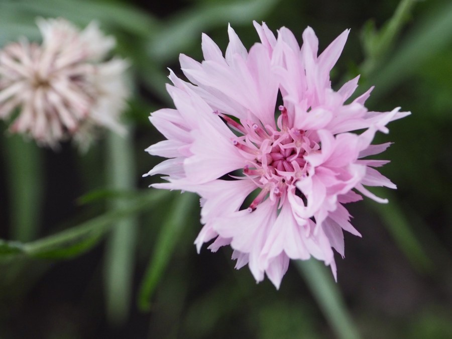 Guess what? I have another flower for you.