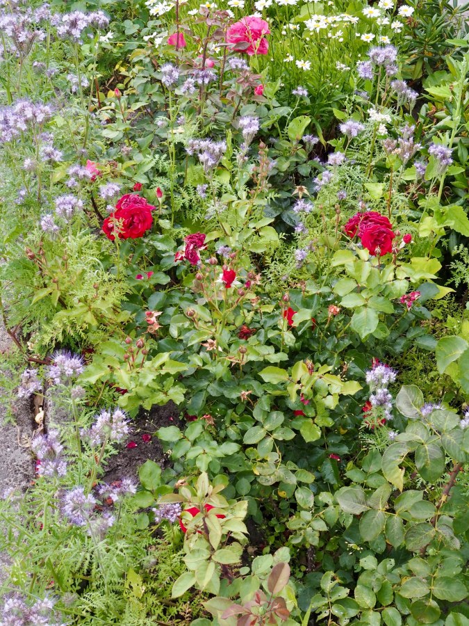 We're delighted to see that the bee-friendly area of the garden is a hit with the bumblebees.