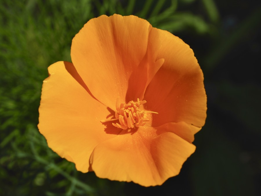 A while ago, I reserved a small patch of our garden for trying different seed mixes. I called it Experimentarium. Incredibly, we discovered several California poppies there.