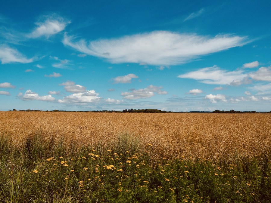 Just a pretty picture I took yesterday to remind myself that summer in Denmark can be nice.