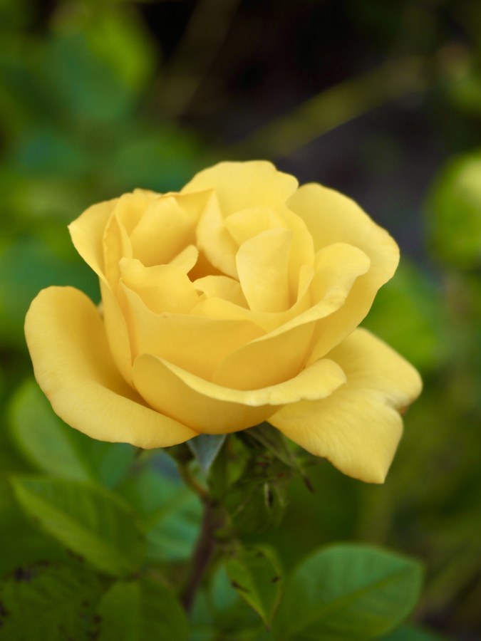 Probably one of the last roses this year.