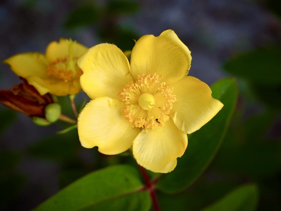 Malene discovered a bush with pretty flowers in what we call a little wood in our garden.