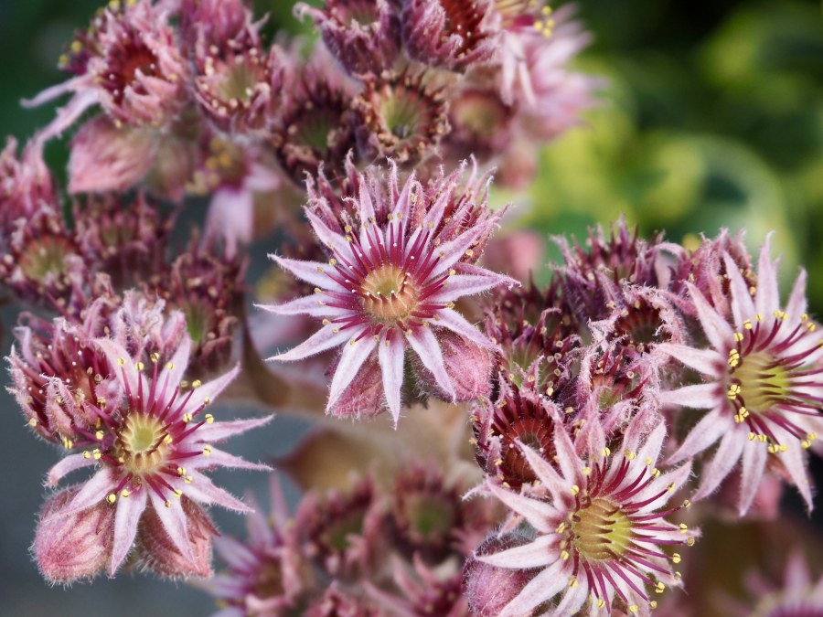 To cap it off, another pretty flower.