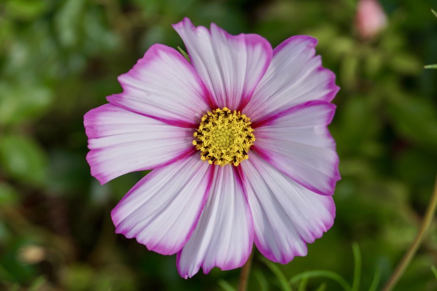 It's just a matter of days before our garden finishes blossoming for this year, but there are still a few pretty flowers left for us to enjoy.