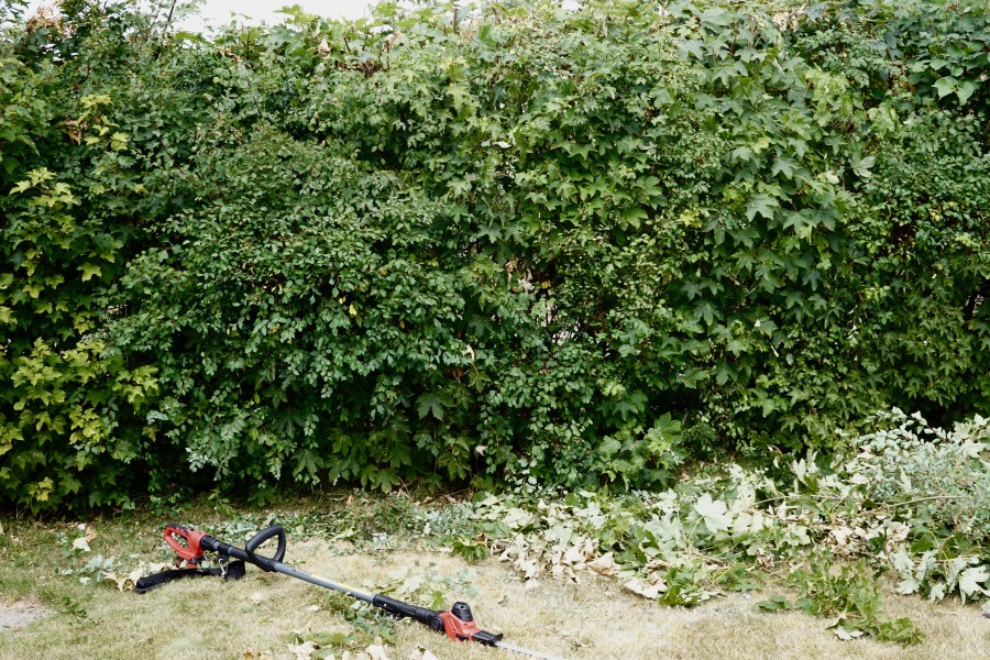 We have acquired another piece of heavy machinery: a hedge trimmer. Hence, I've been busy trimming hedges today.

You know, gyms were invented for people who don't own houses. Because if you have a house, trimming hedges, taking down stuff, spackling, painting, and whatnot provide more exercise than any gym.