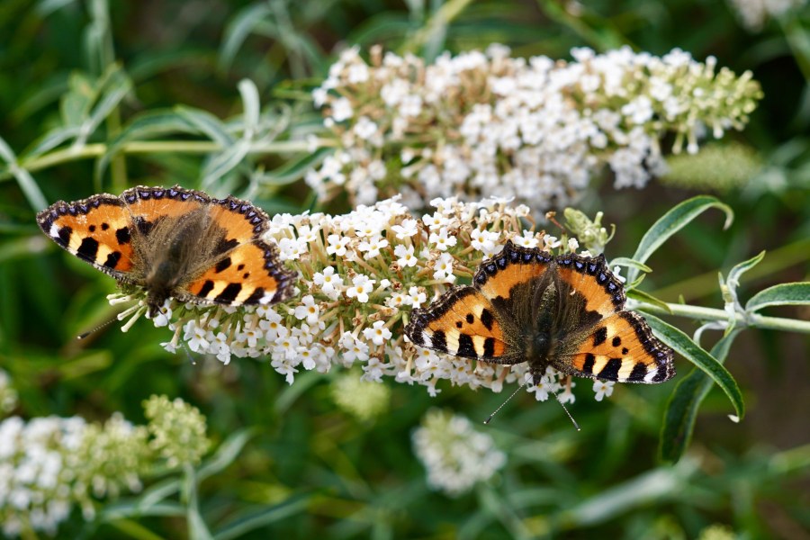 There are two (or maybe more) bushes on our property whose Danish name is "butterfly bush." They certainly live up to their name.