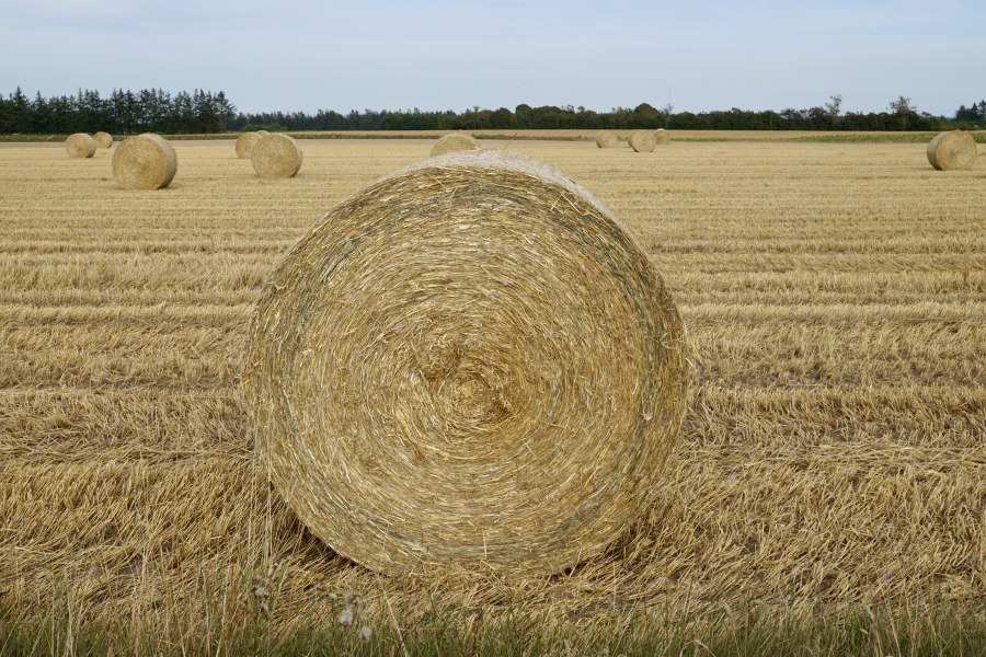 This is what harvester poop looks like.

(I'm 56 years old. Chances of me becoming an adult are slim.)