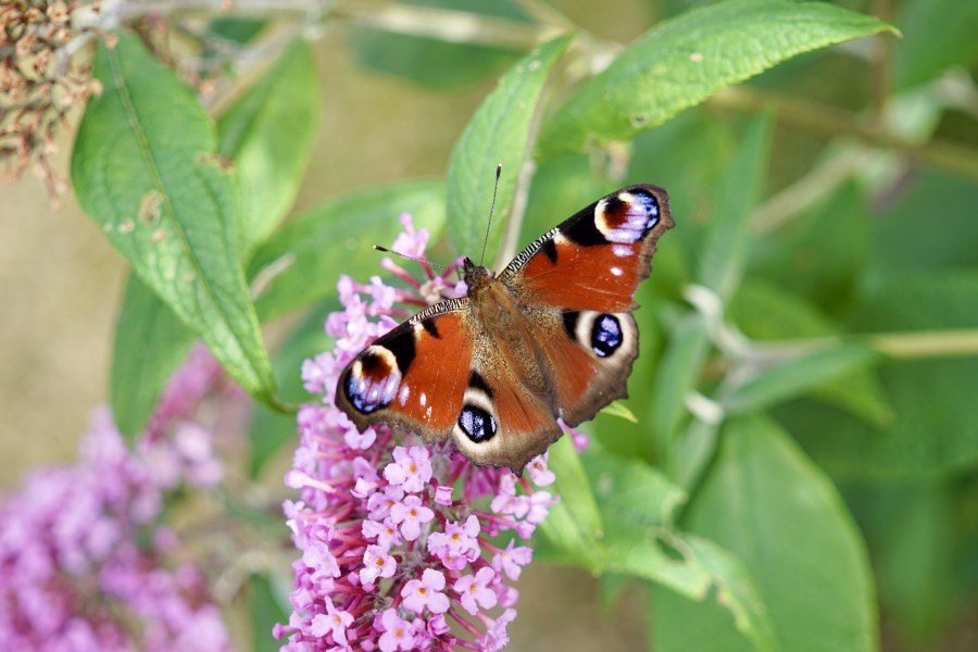 This afternoon, we counted ten butterflies on their favorite bush. This was one of them.
