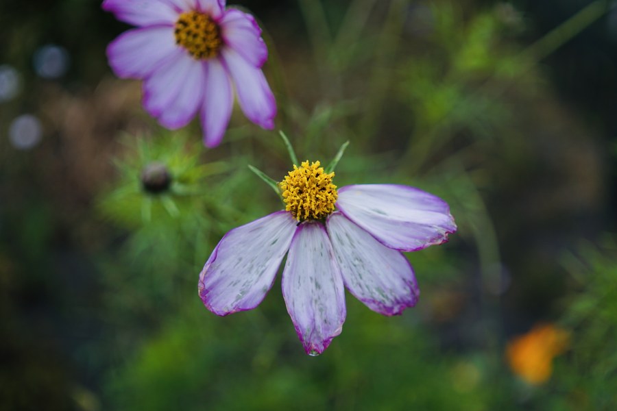 Flower snapshot du jour.