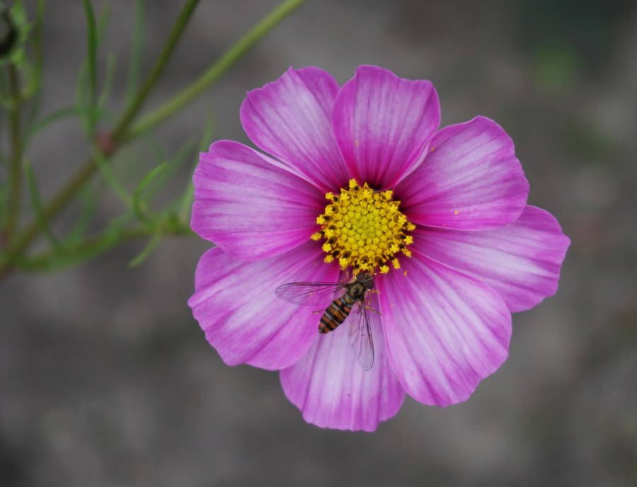 I think some flowers in our garden didn't get the memo that it's already October.
