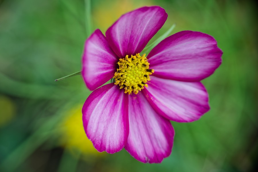This morning, I decided to do some proper macro-ish photography. I dug up a Raynox macro adapter lens and paired it with a Nikon AF Nikkor 50mm f/1.4D lens mounted on my trusty Nikon D800.